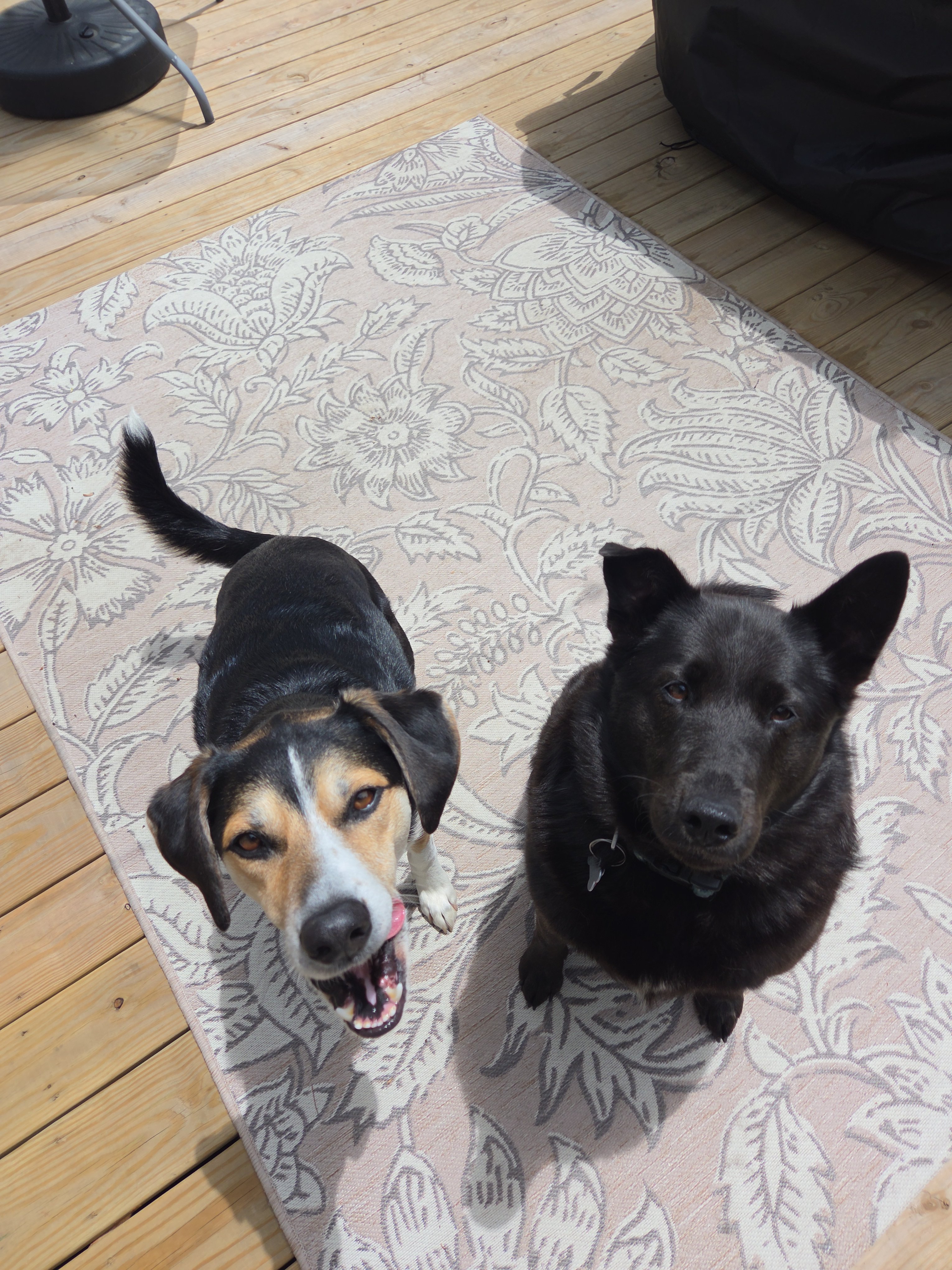 Fundraiser by Christina Aul : Donate for Lacey’s Vet Surgery Costs