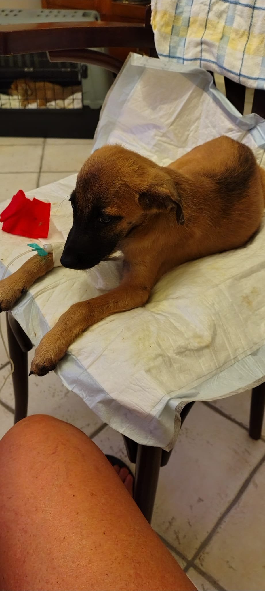 Kampagnen-Foto für Spese veterinaria cuccioli, 7 von 8