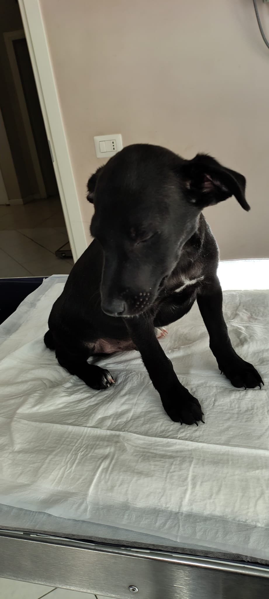 Kampagnen-Foto für Spese veterinaria cuccioli, 2 von 8