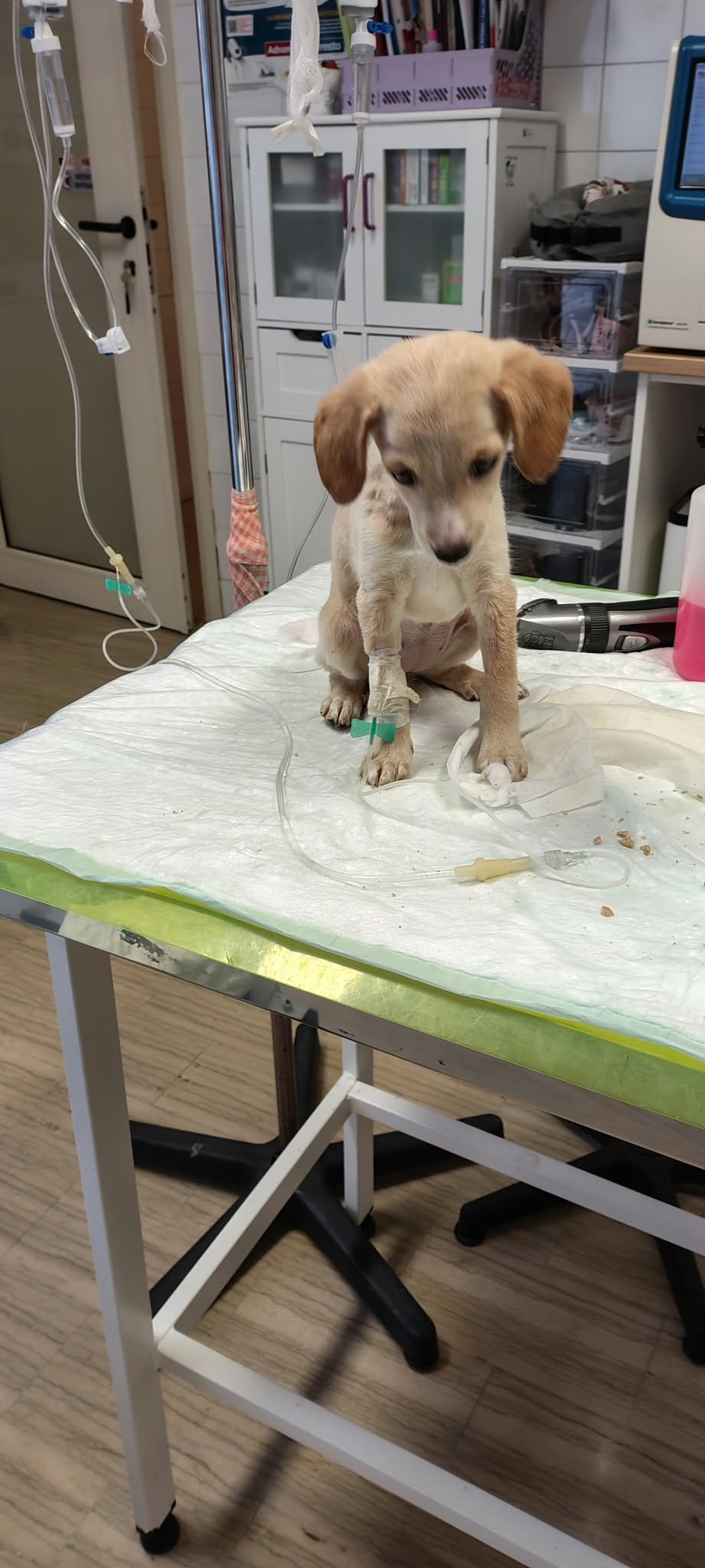 Kampagnen-Foto für Spese veterinaria cuccioli, 4 von 8