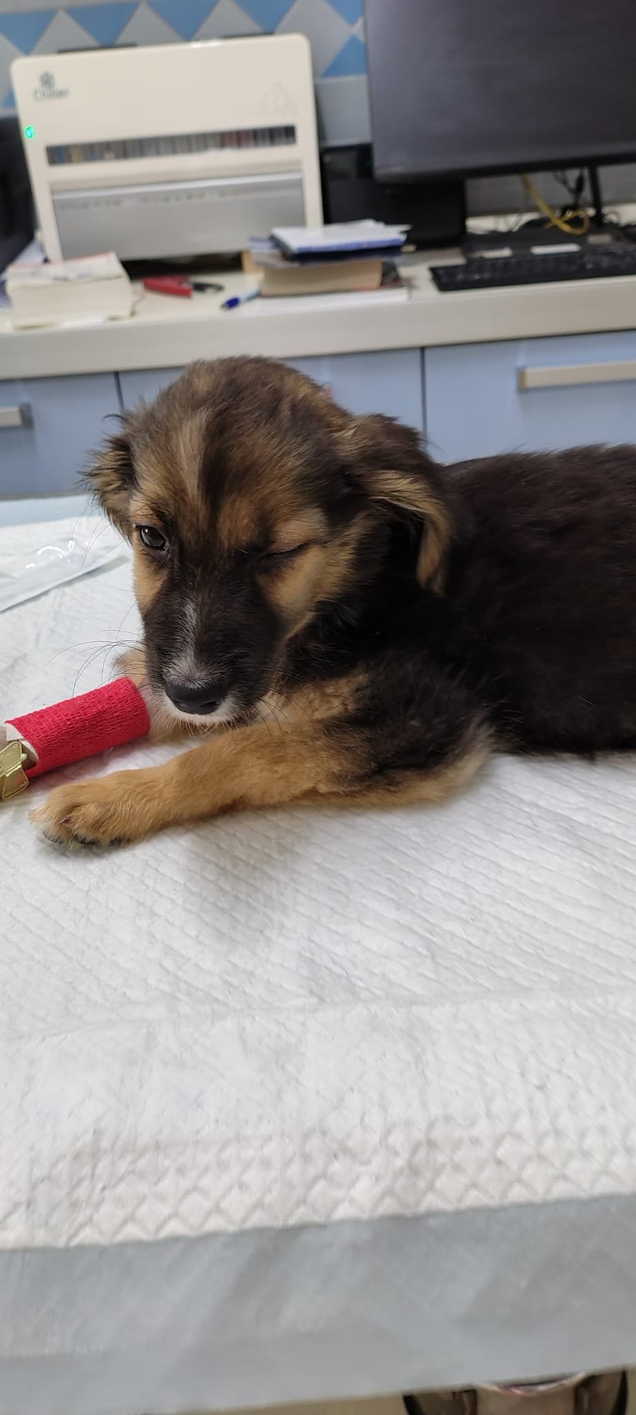 Kampagnen-Foto für Spese veterinaria cuccioli, 5 von 8