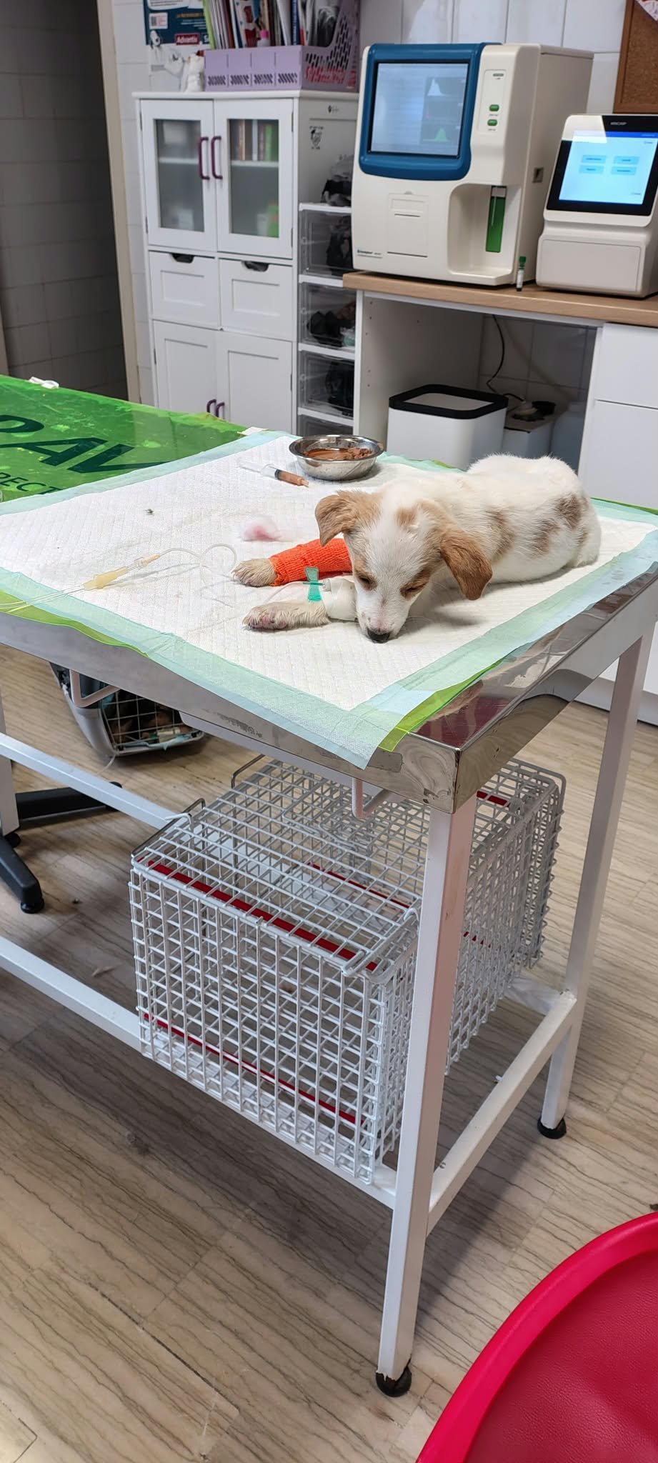 Kampagnen-Foto für Spese veterinaria cuccioli, 6 von 8