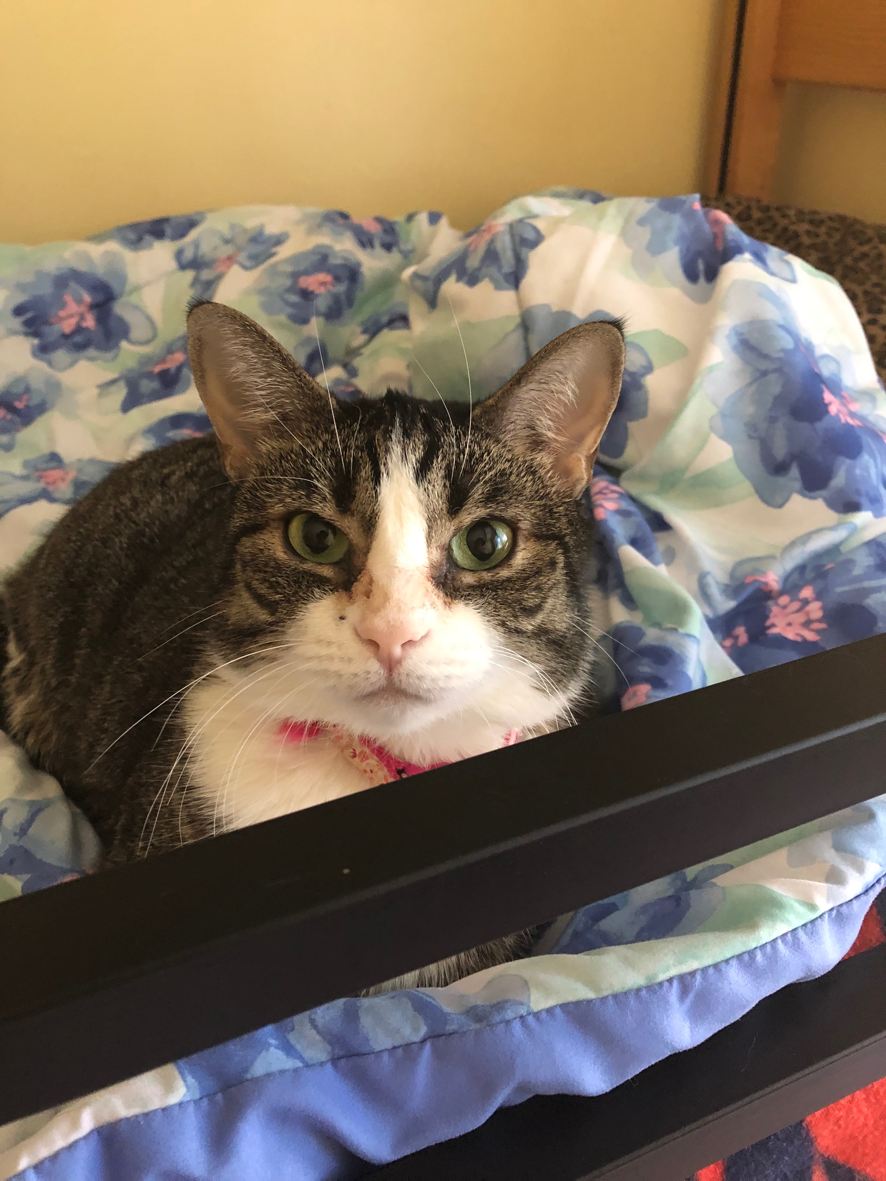 Support My Cat Through Urgent Medical Needs campaign photo, 4 of 5