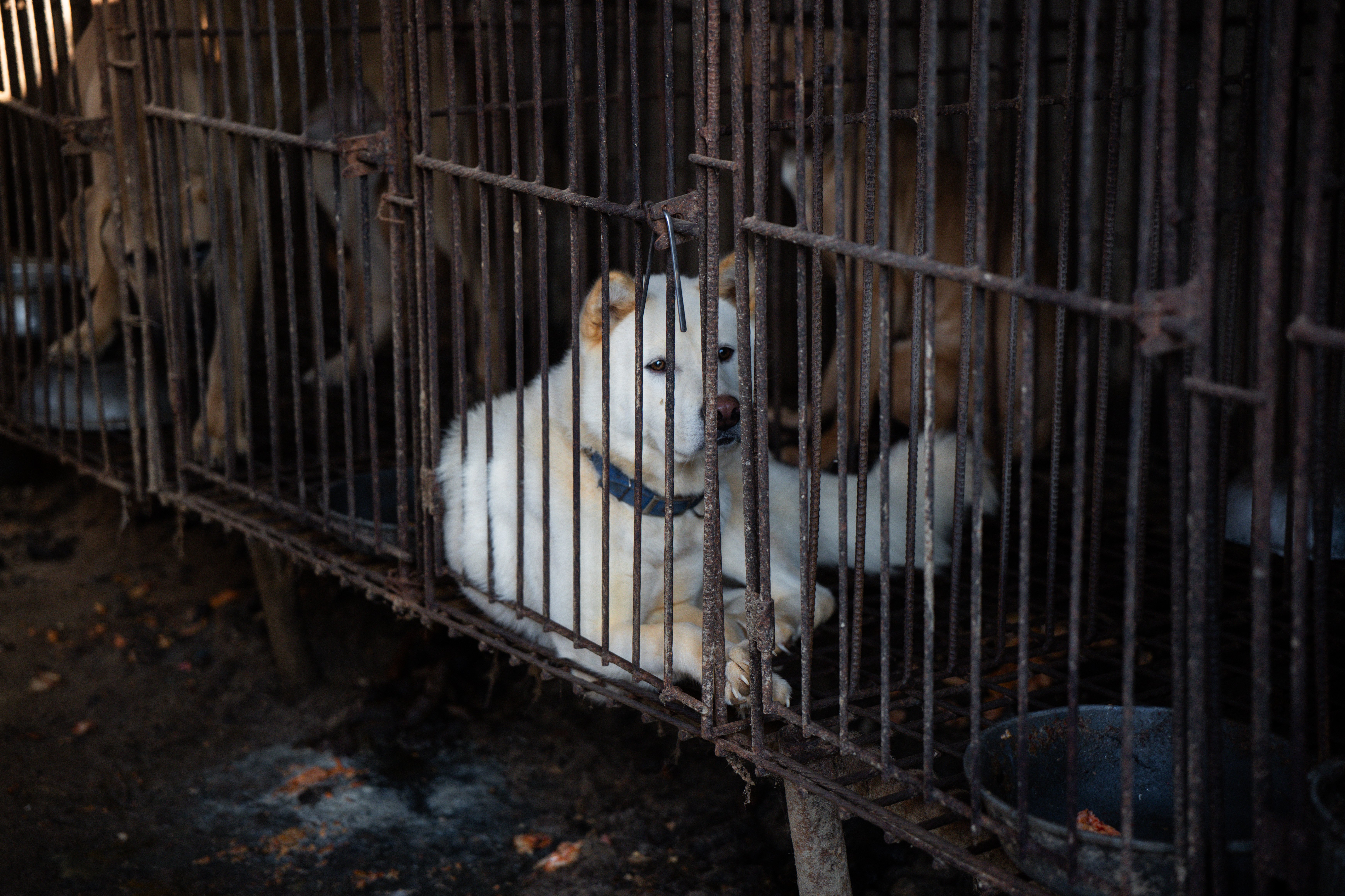 CARE (Korea) 850 animals need help to survive this winter campaign photo, 7 of 8
