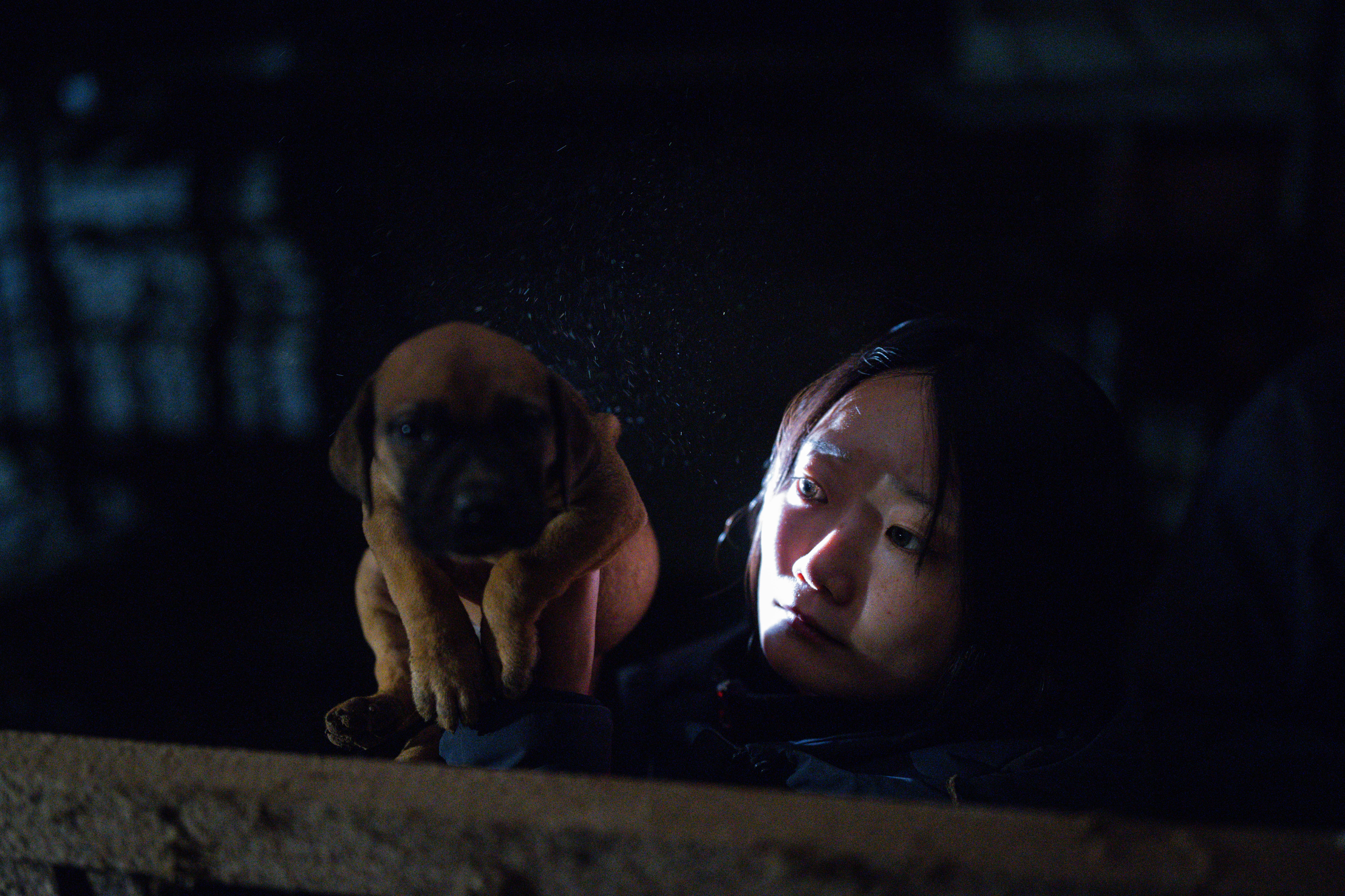 CARE (Korea) 850 animals need help to survive this winter campaign photo, 2 of 8