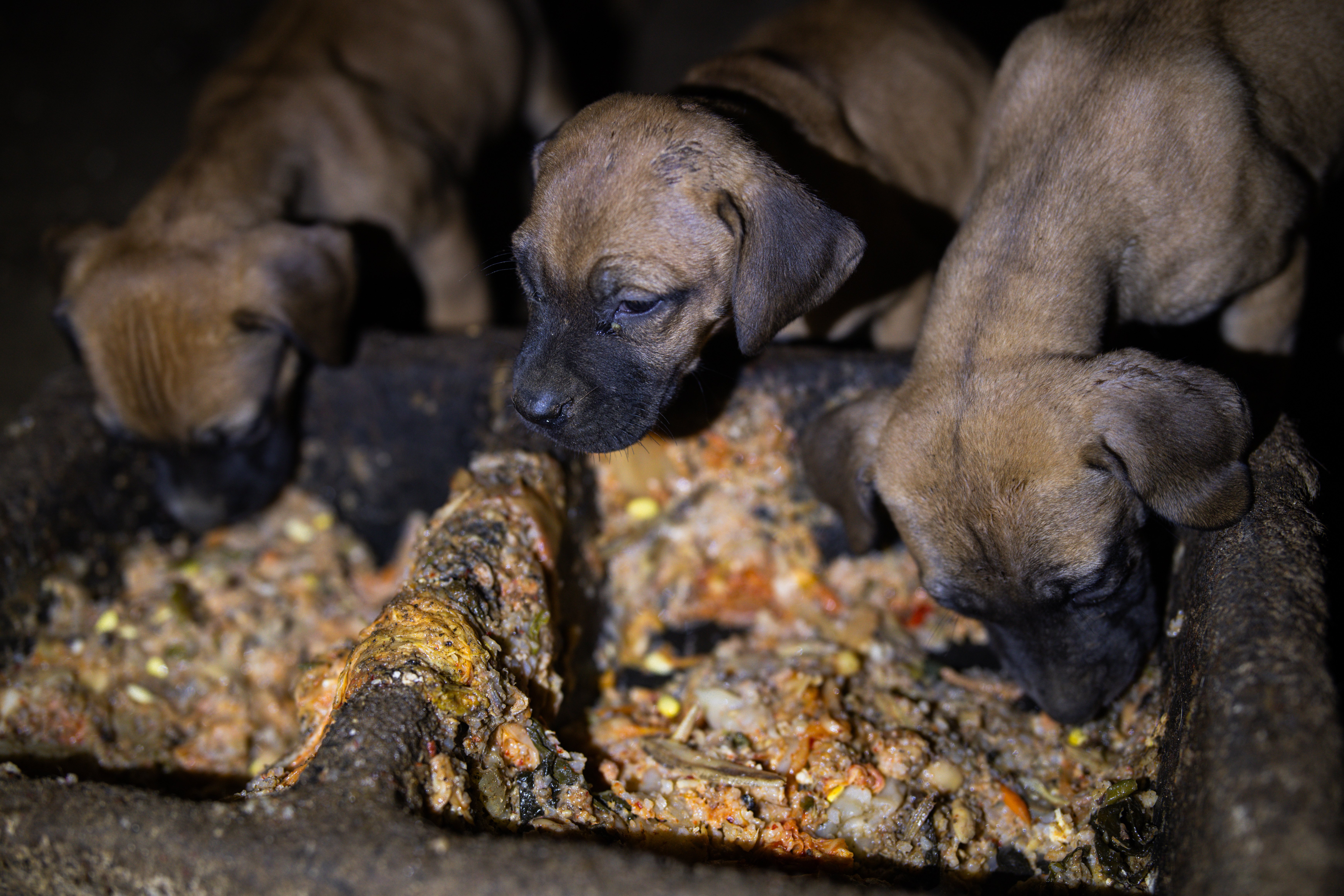 CARE (Korea) 850 animals need help to survive this winter campaign photo, 4 of 8