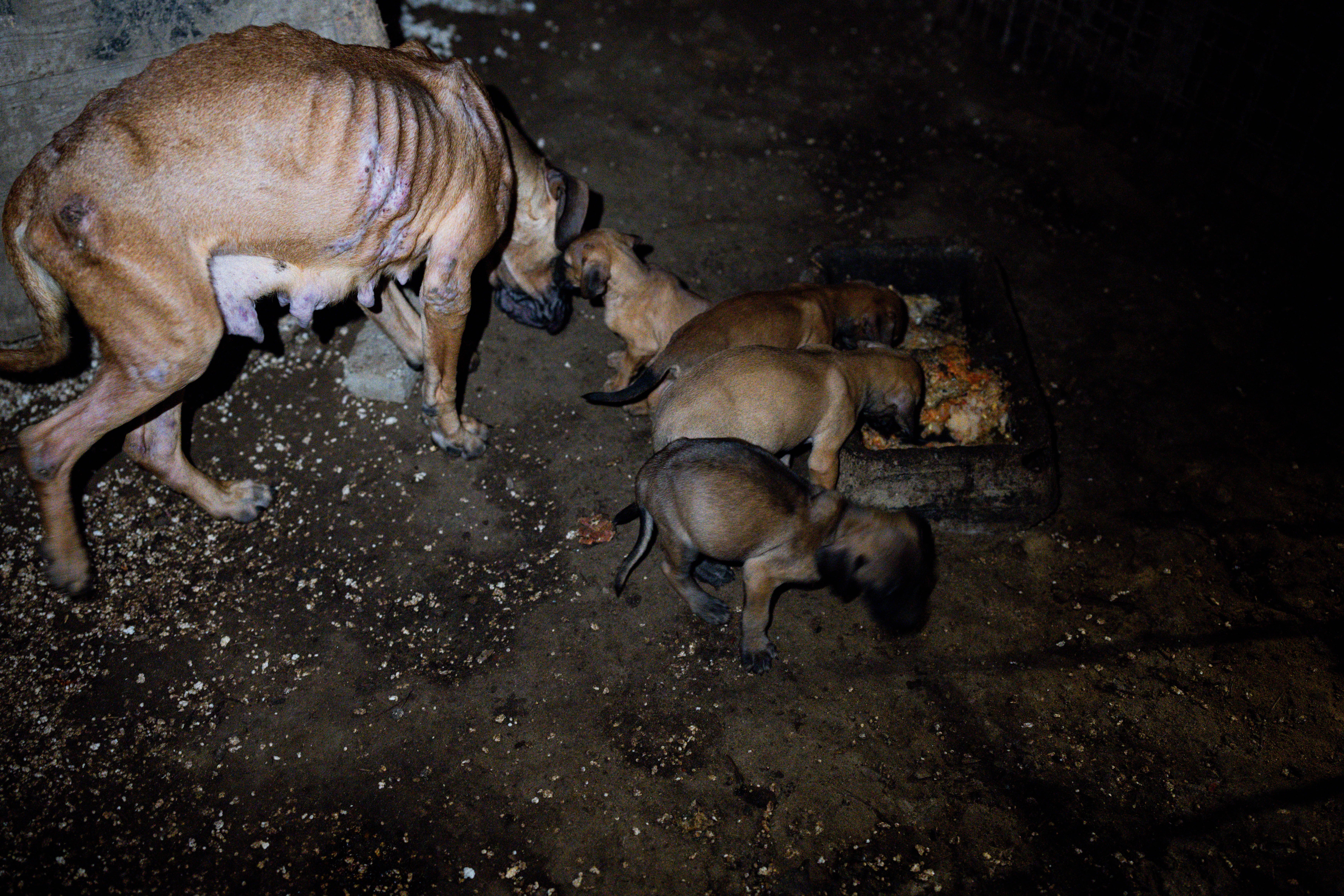 CARE (Korea) 850 animals need help to survive this winter campaign photo, 5 of 8