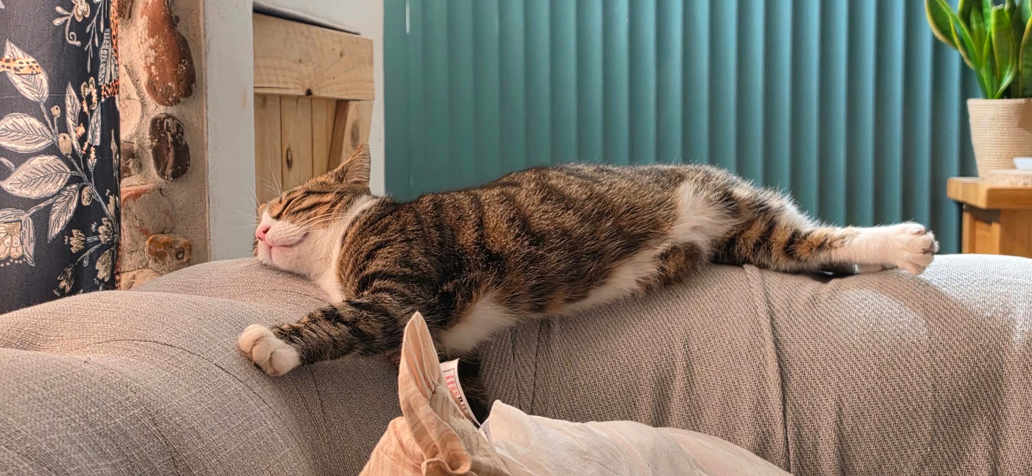 Help Save Gizmo (Gizzles) ❤️ After a Hit-and-Run campaign photo, 6 of 7