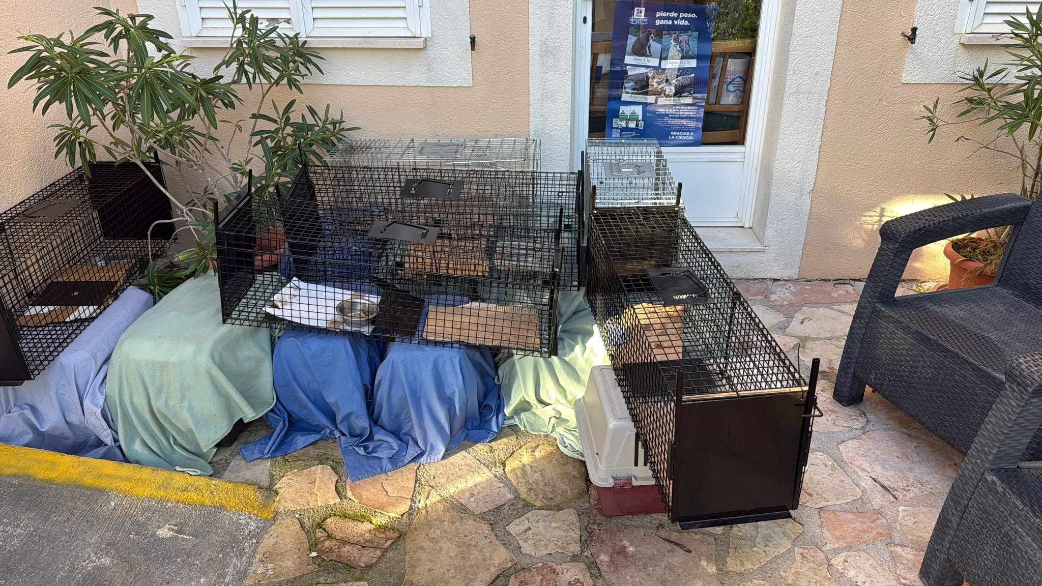 Straßenkatzen auf Mallorca - Marcels Kastrationsprojekt campaign photo, 2 of 8