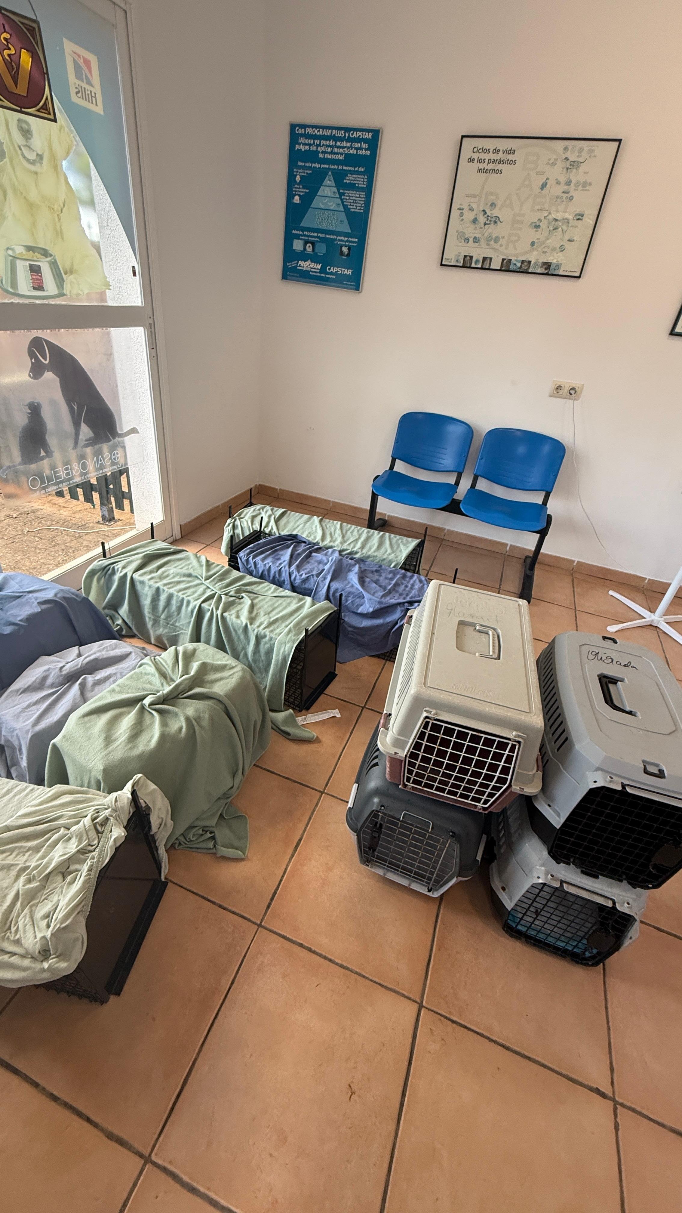 Straßenkatzen auf Mallorca - Marcels Kastrationsprojekt campaign photo, 5 of 8