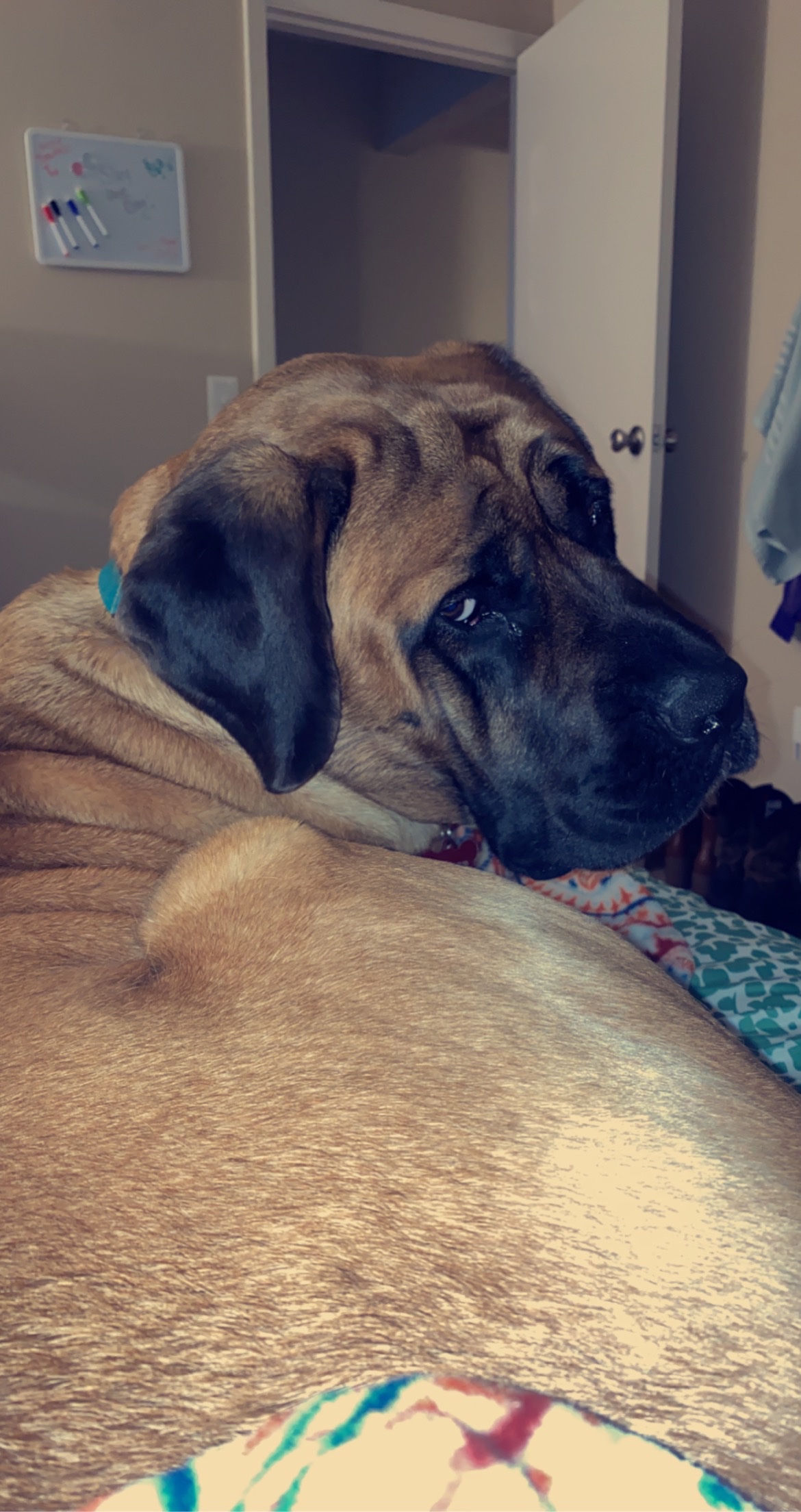 Clifford's Leg Surgery Fund campaign photo, 5 of 6