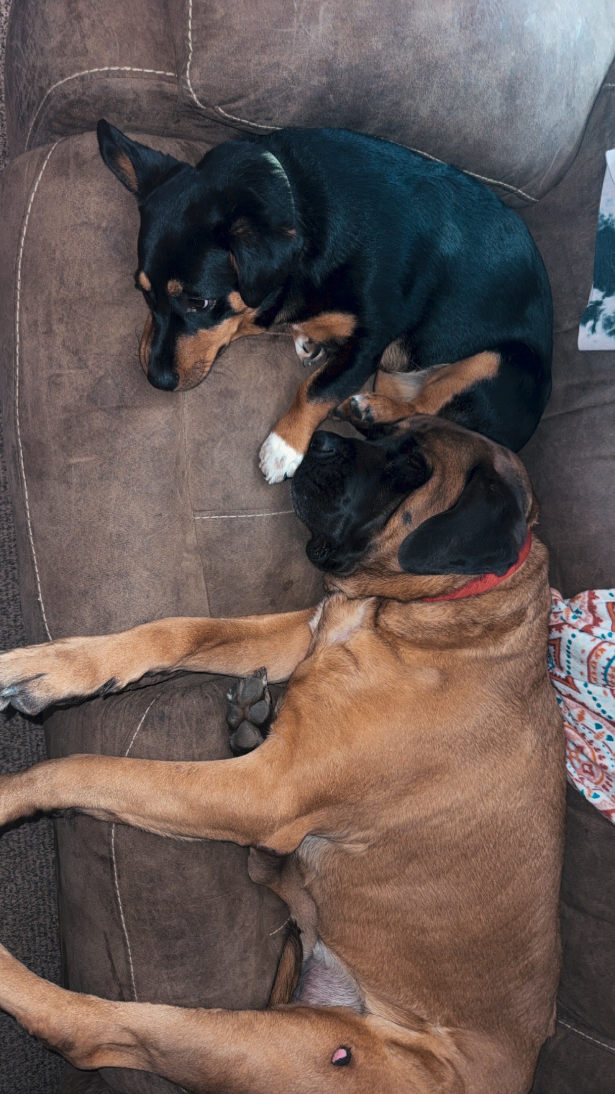 Clifford's Leg Surgery Fund campaign photo, 2 of 6