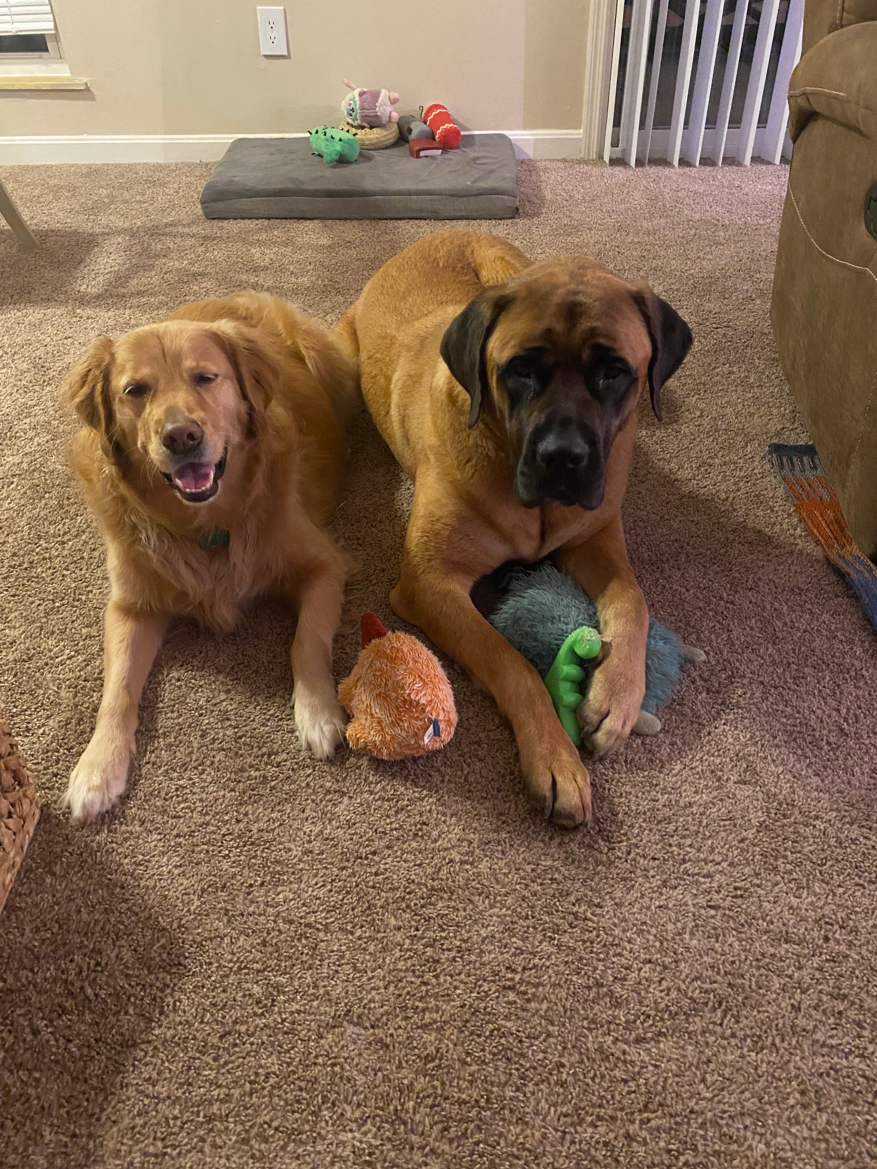 Clifford's Leg Surgery Fund campaign photo, 4 of 6