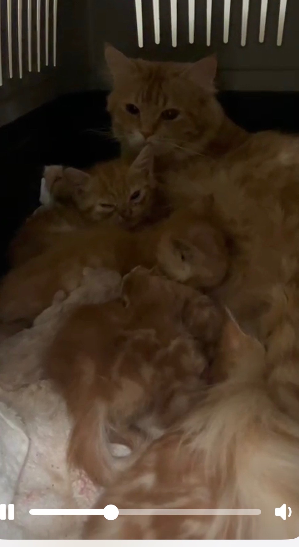URGENT vet bill assistance for 16 sick cats in Dubai campaign photo, 7 of 8