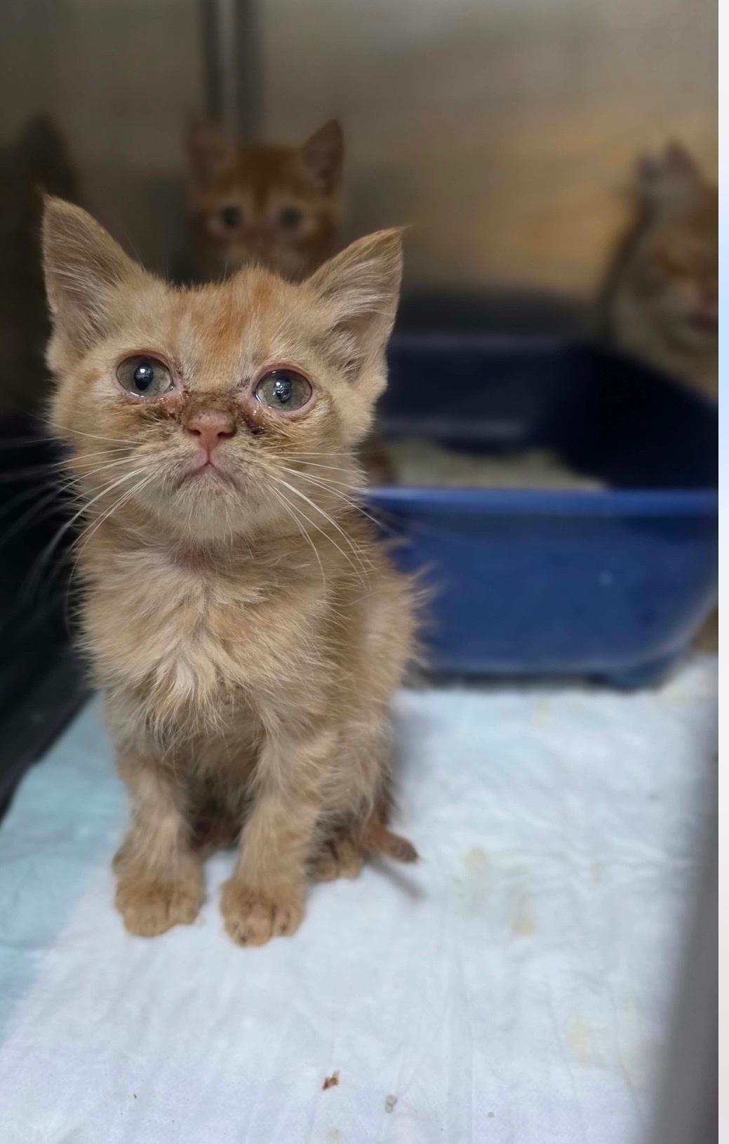 URGENT vet bill assistance for 16 sick cats in Dubai campaign photo, 6 of 8