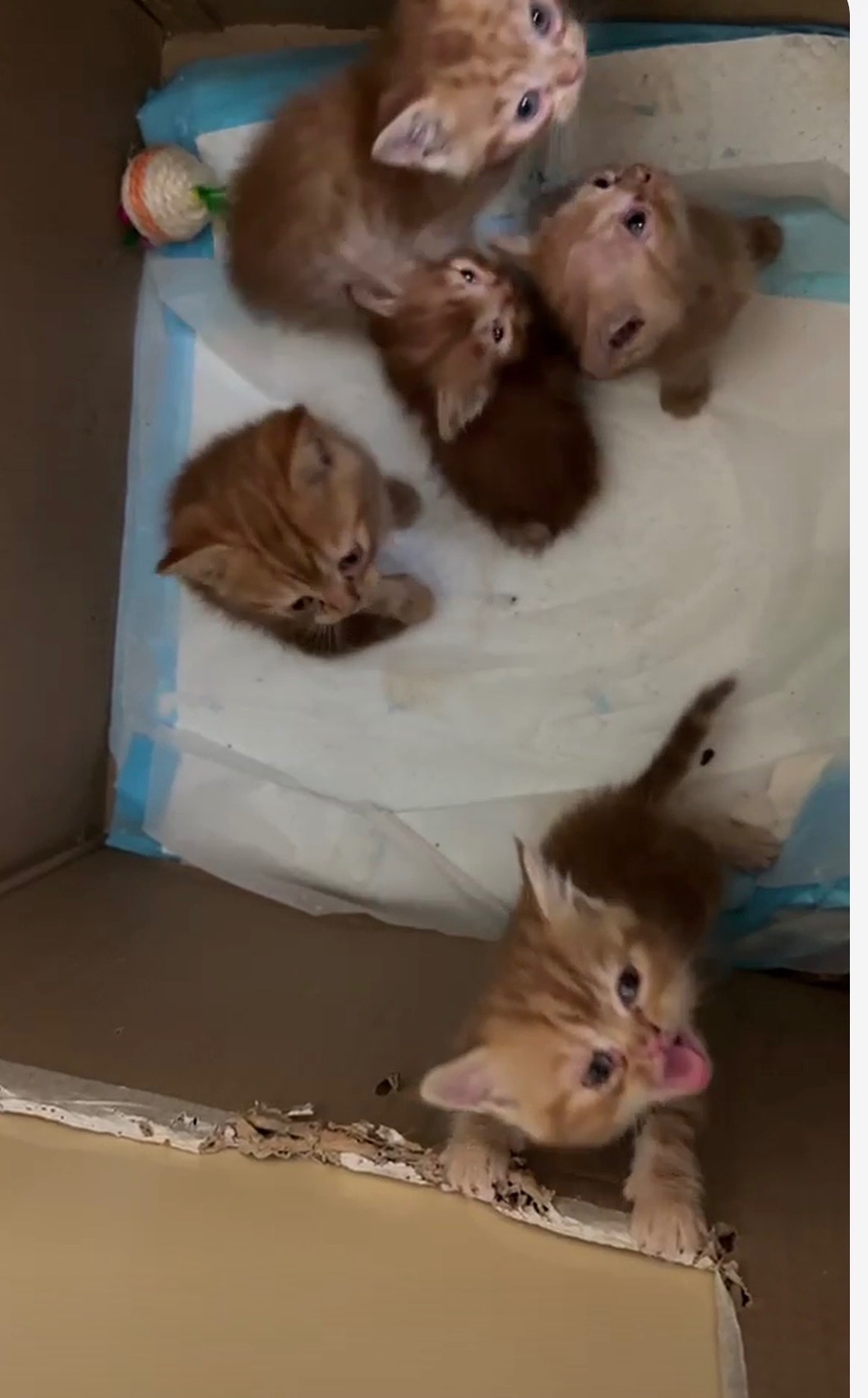 URGENT vet bill assistance for 16 sick cats in Dubai campaign photo, 5 of 8