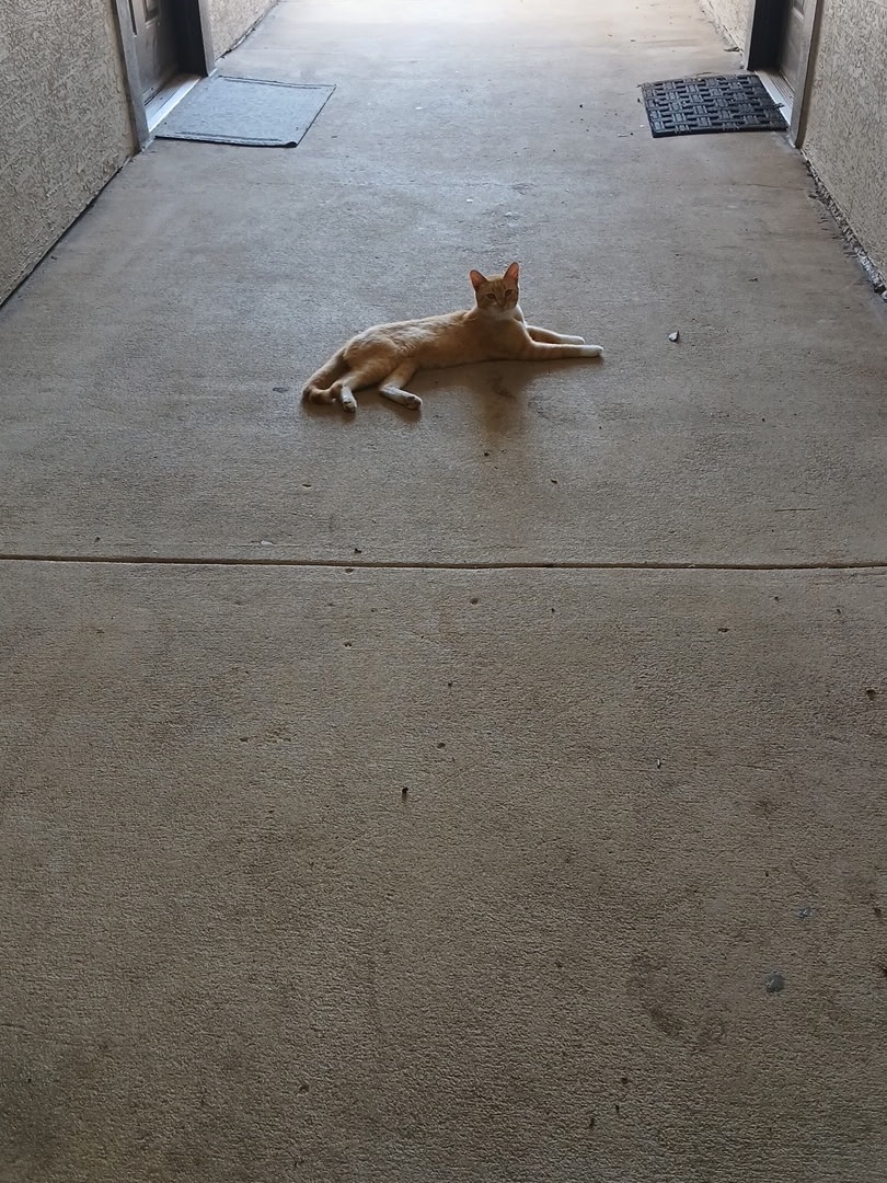 Help Garfield Get to the Vet campaign photo, 6 of 7