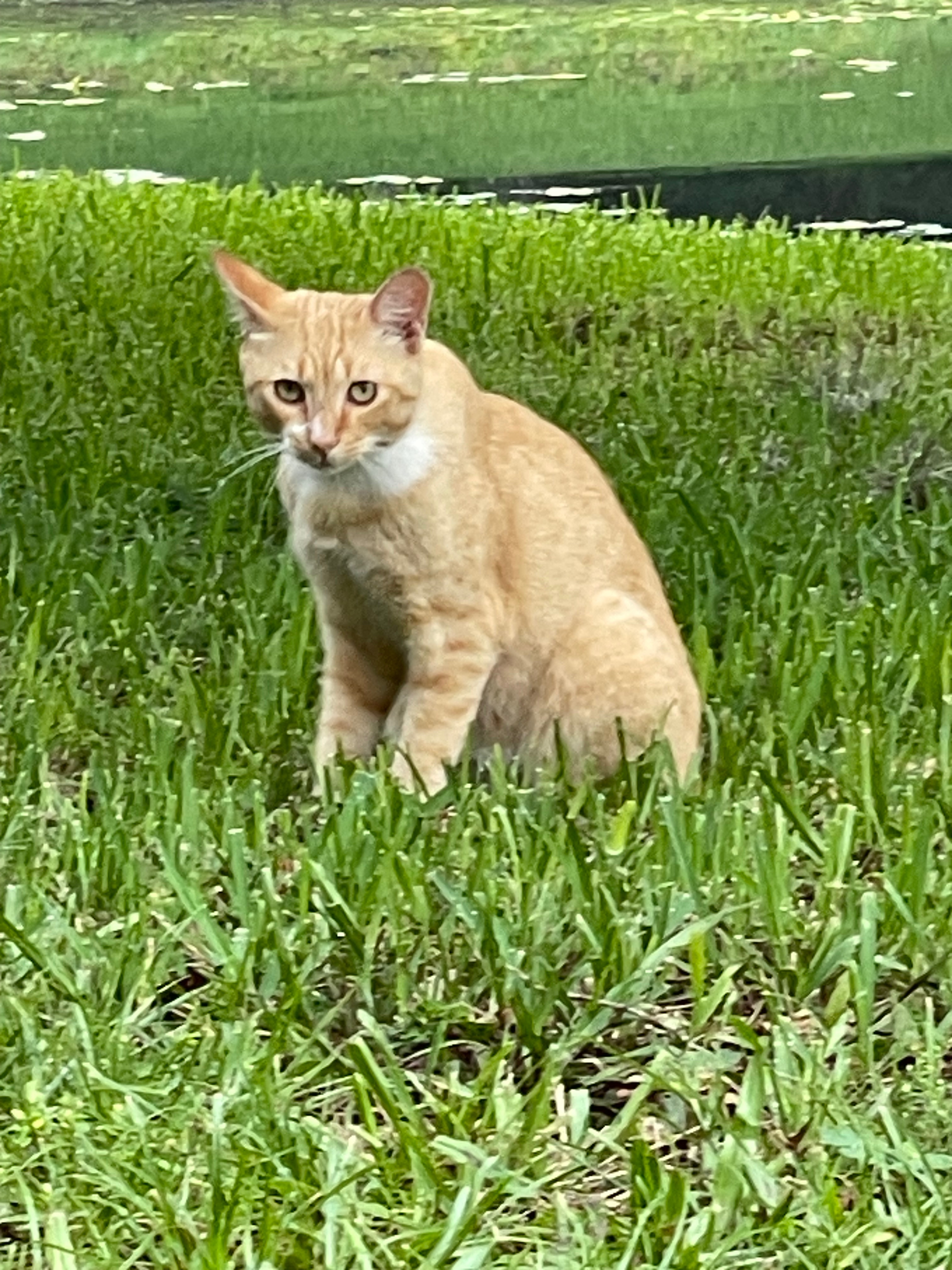 Help Garfield Get to the Vet campaign photo, 2 of 7