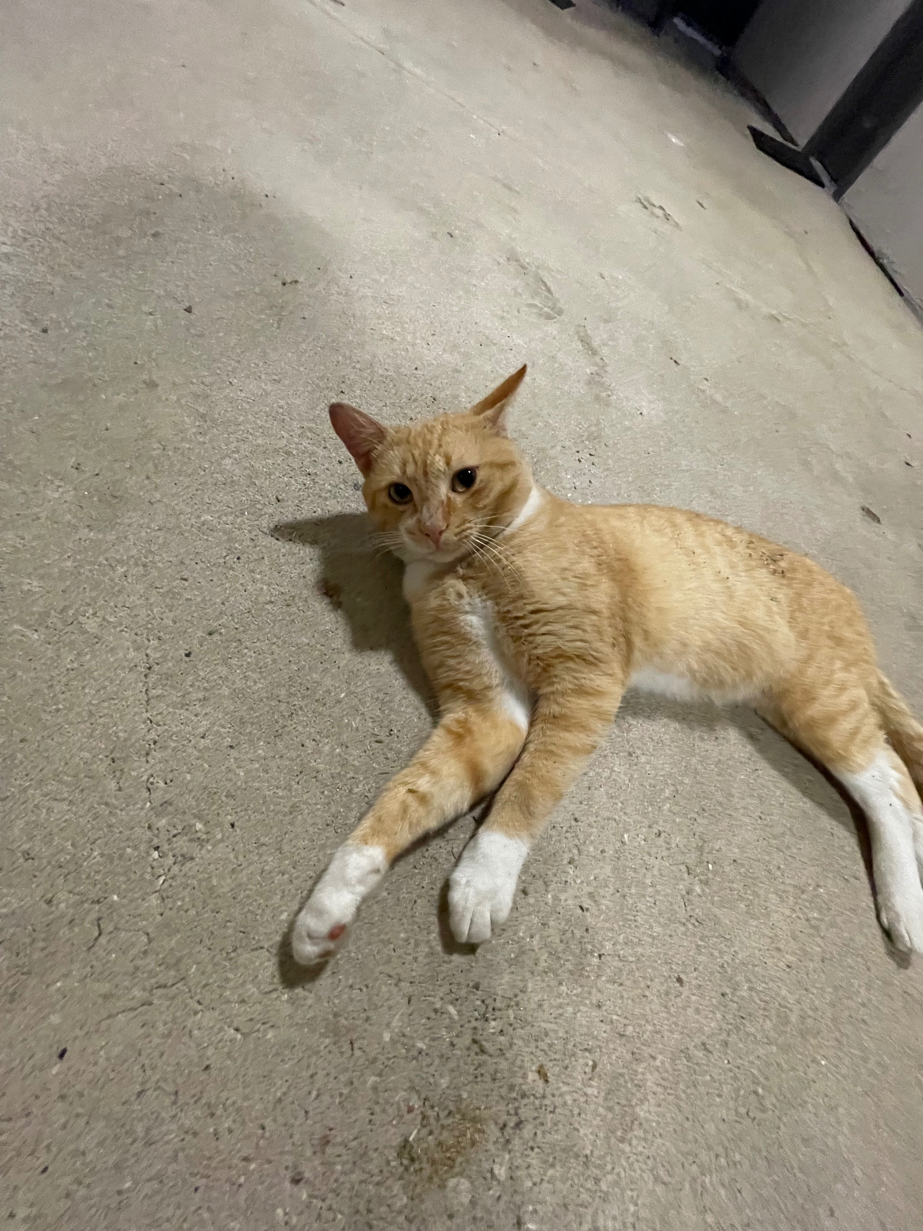 Help Garfield Get to the Vet campaign photo, 4 of 7