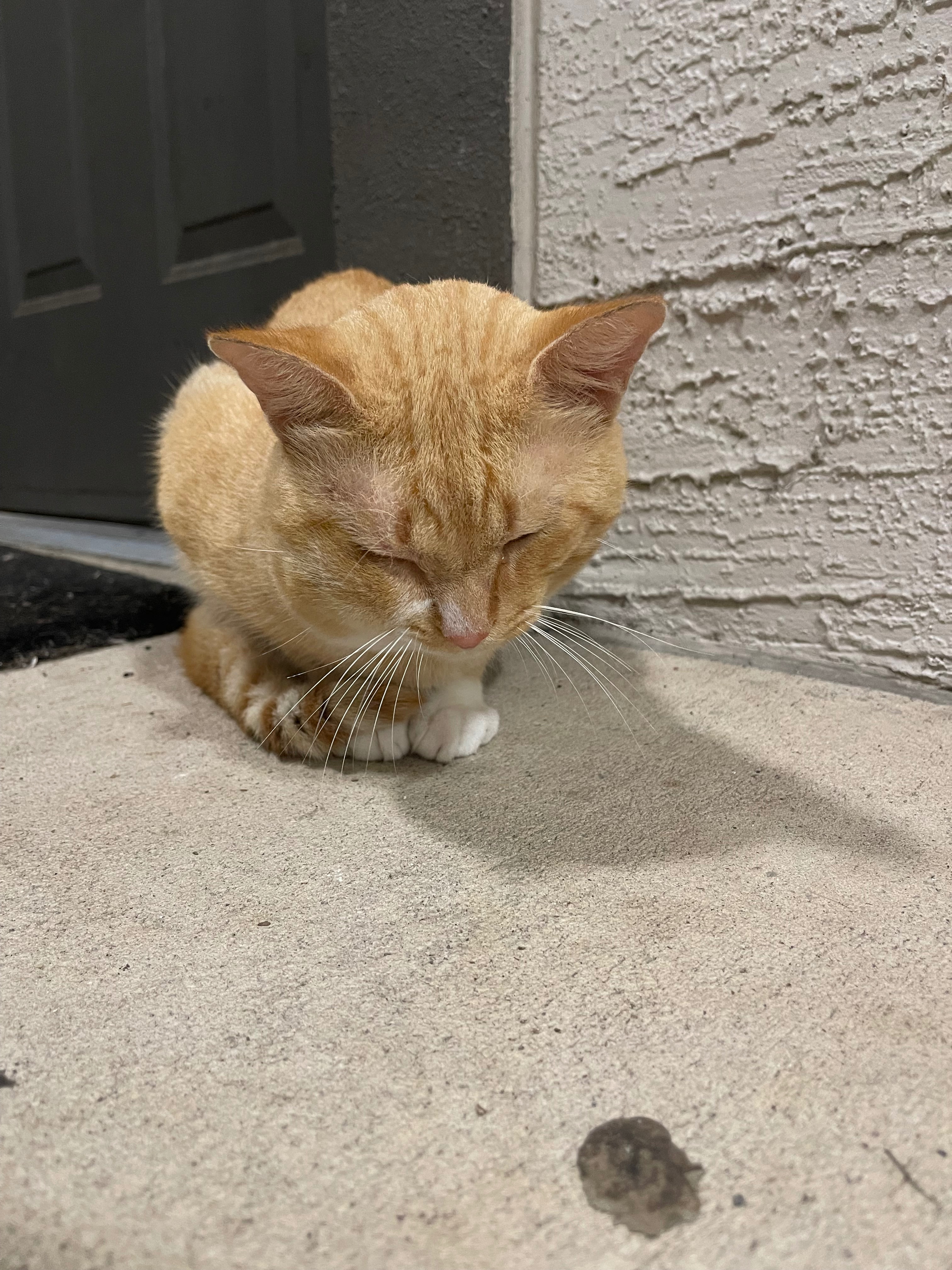 Help Garfield Get to the Vet campaign photo, 5 of 7