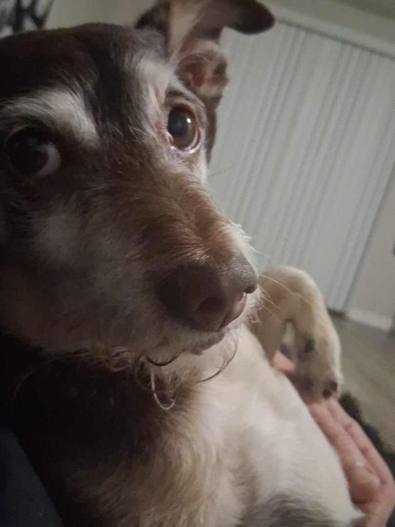 Help My Little Dog Overcome Dental Issues campaign photo, 6 of 7