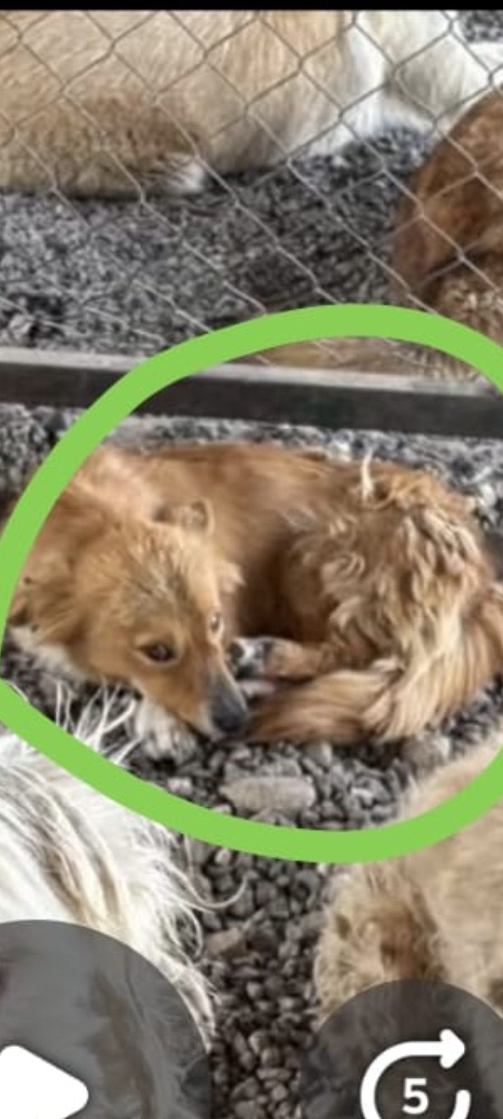 Help Us Bring Bonnie to the UK campaign photo, 2 of 9