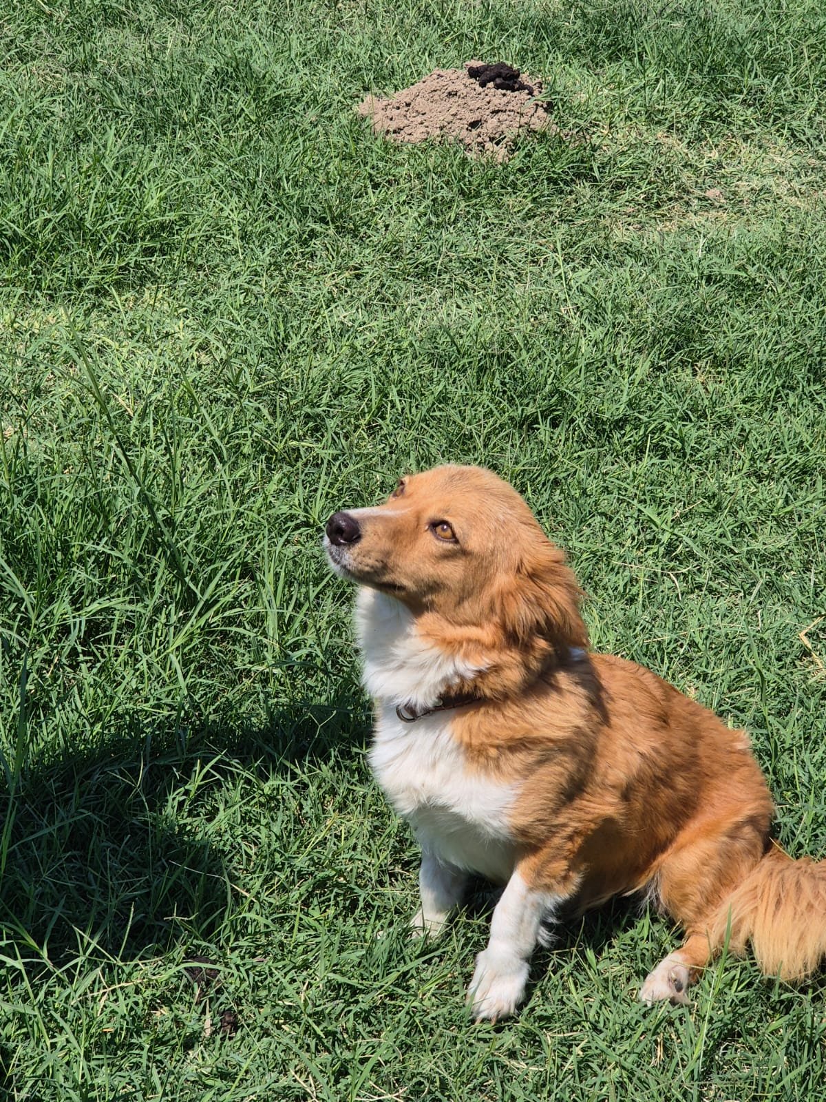 Help Us Bring Bonnie to the UK campaign photo, 5 of 9