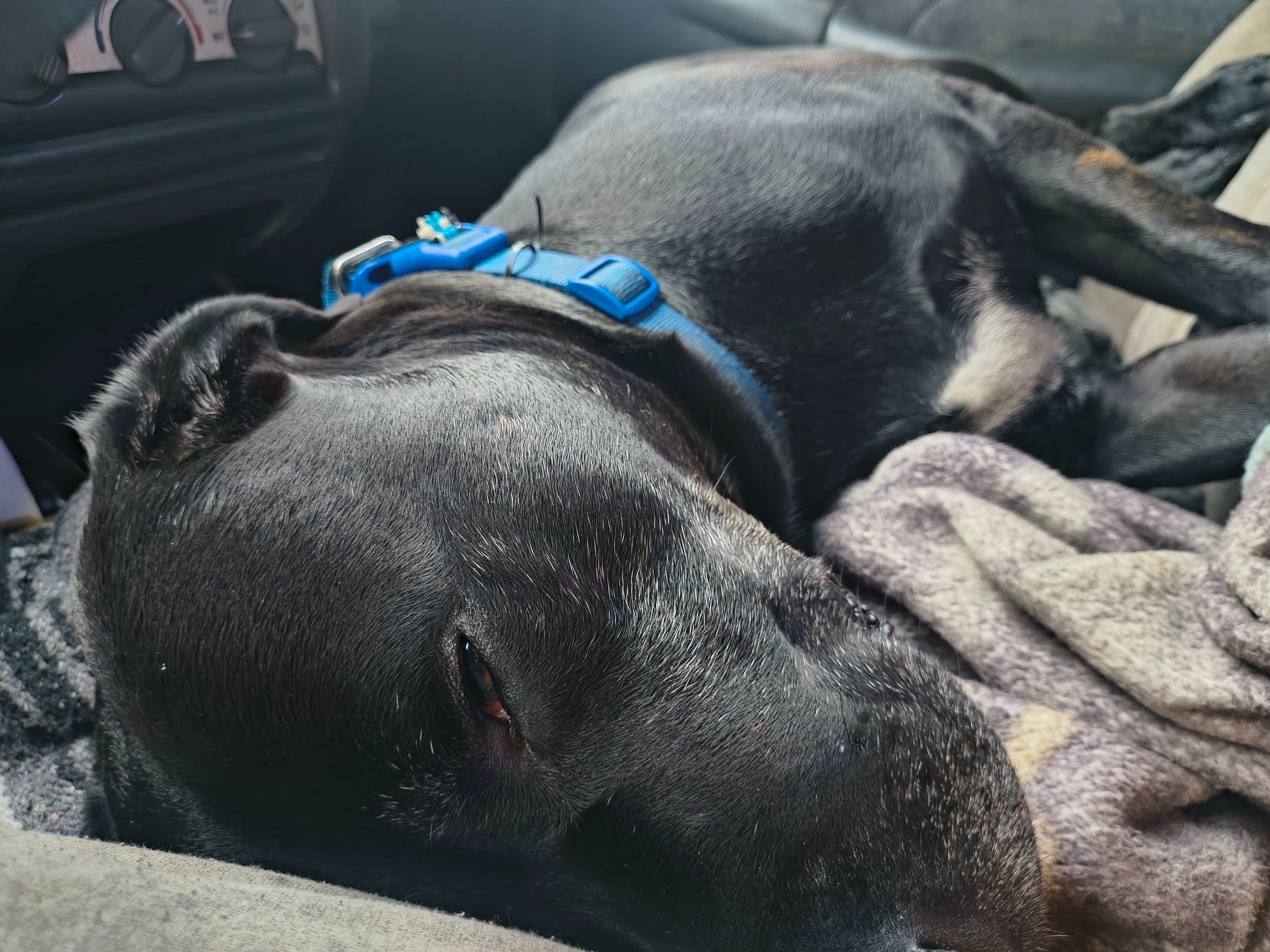 A Camper for Me and My Dog campaign photo, 2 of 10