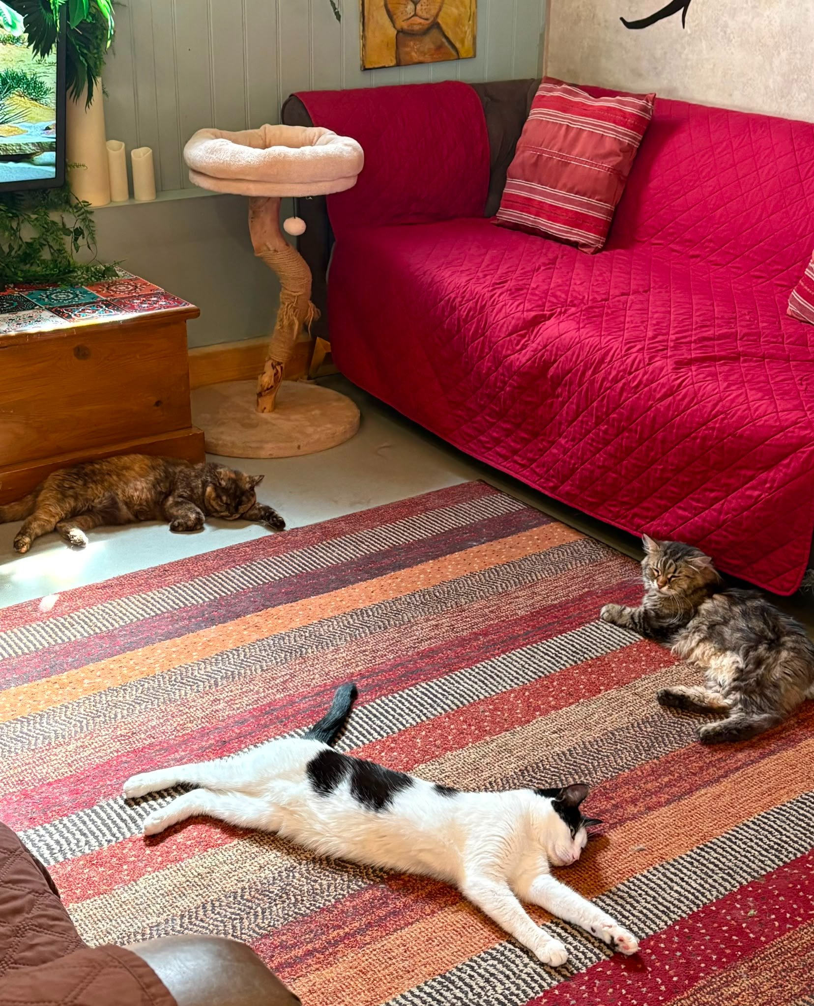 Let's cool down the Cat House cats! campaign photo, 2 of 8