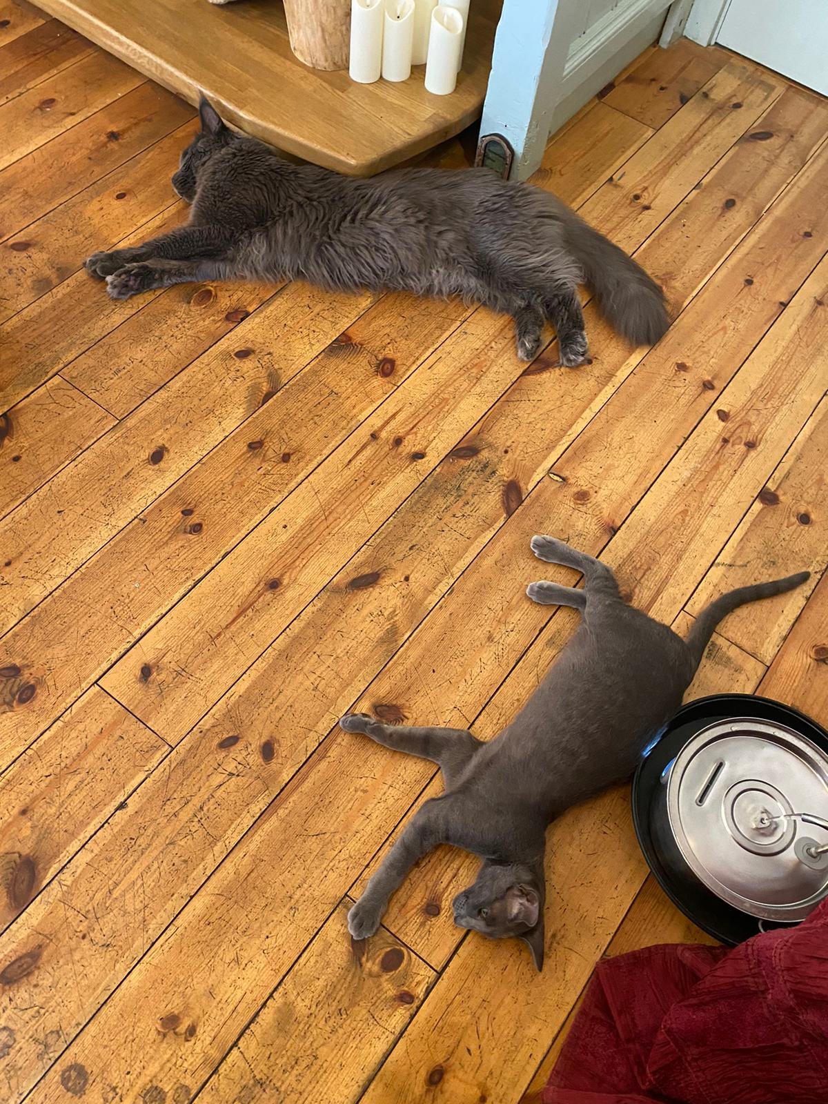 Let's cool down the Cat House cats! campaign photo, 4 of 8
