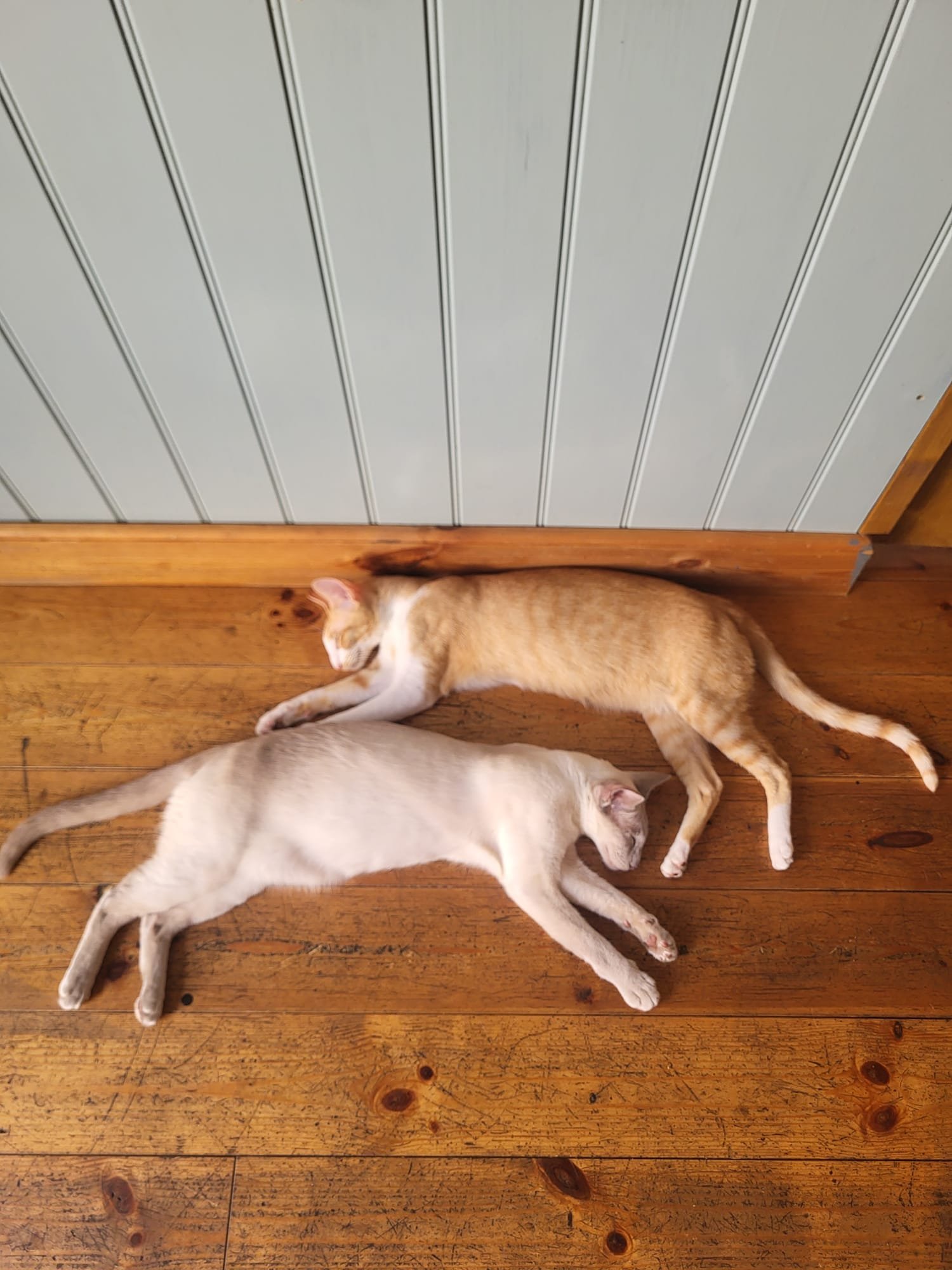 Let's cool down the Cat House cats! campaign photo, 5 of 8