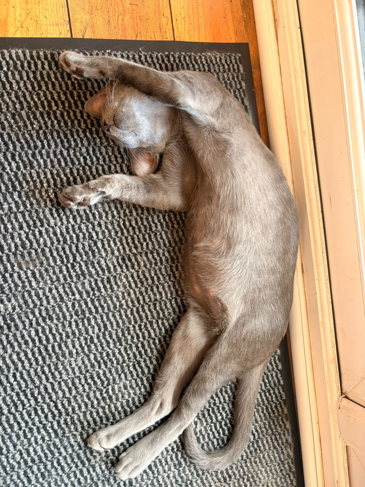 Let's cool down the Cat House cats! campaign photo, 6 of 8