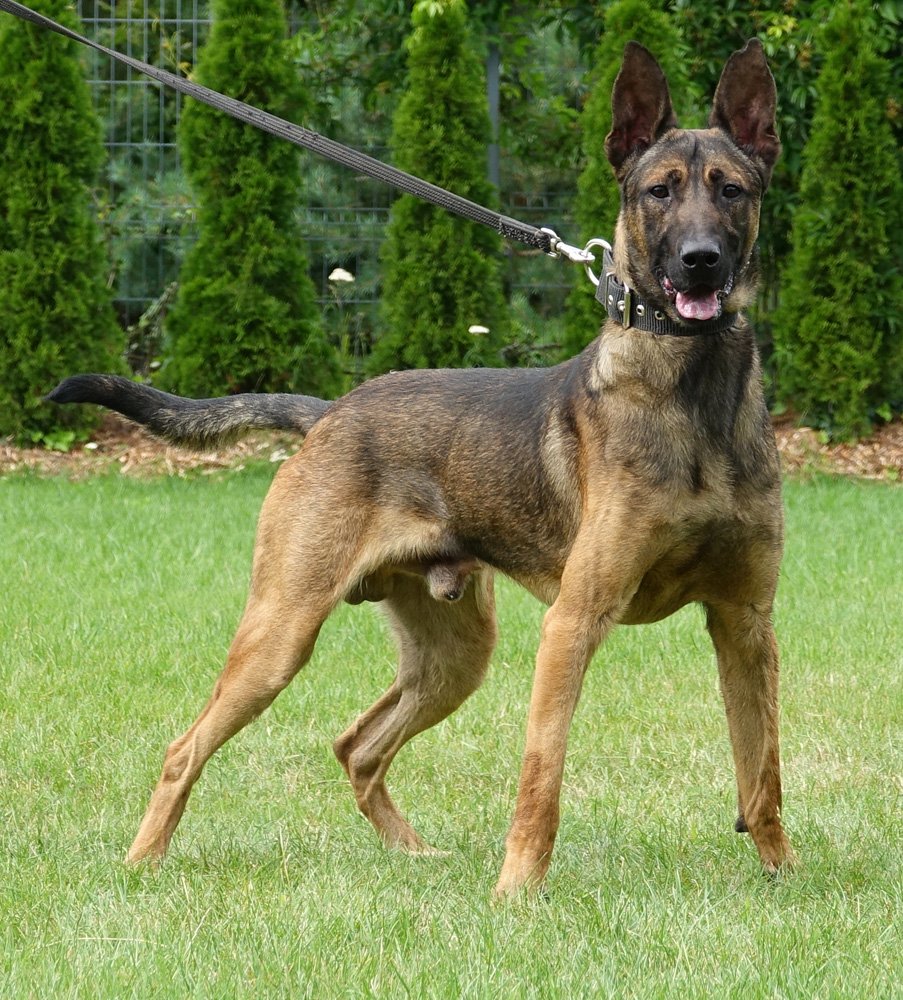 Help Save K9 Big Al’s Leg campaign photo, 4 of 5