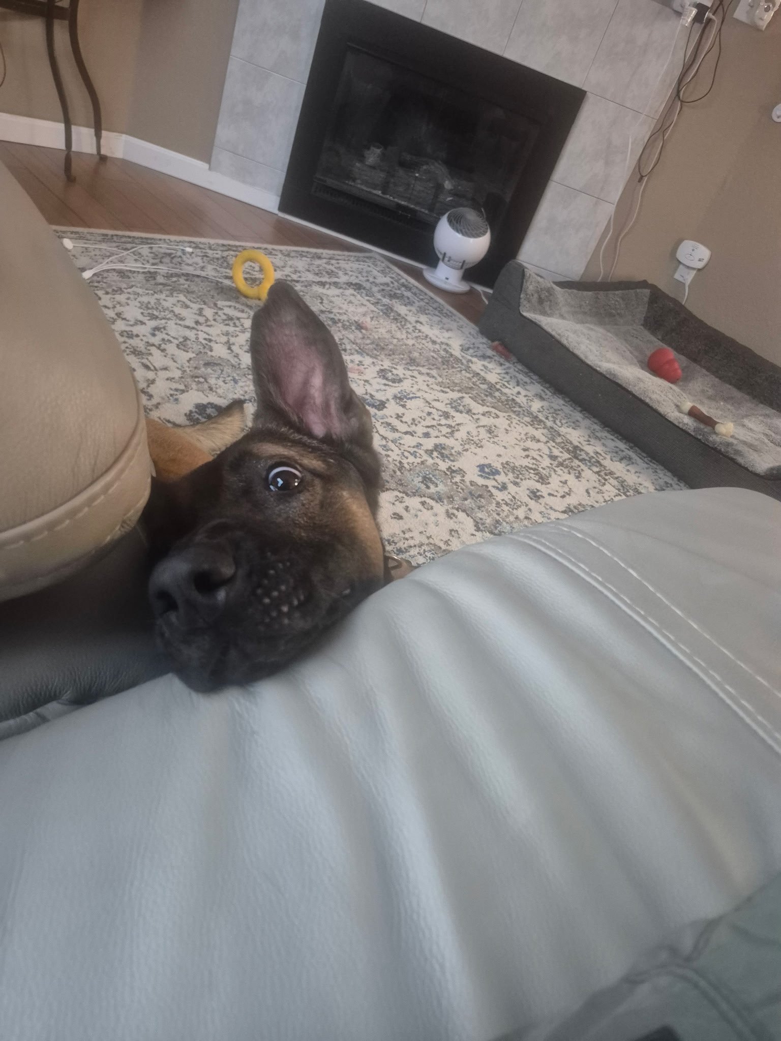 Help Save K9 Big Al’s Leg campaign photo, 2 of 5