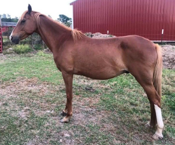 Save That Tooth Fundraiser by Ann Forrest Watkins : Save Sparky With Urgent Dental Care