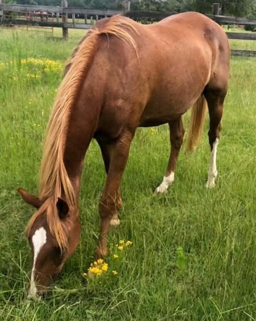 Save That Tooth Fundraiser by Ann Forrest Watkins : Save Sparky With Urgent Dental Care