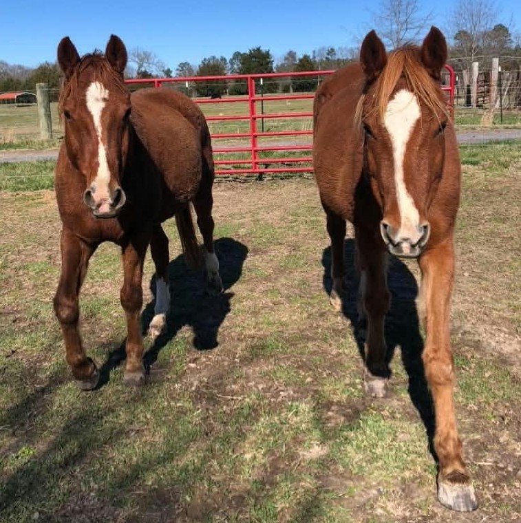Save That Tooth Fundraiser by Ann Forrest Watkins : Save Sparky With Urgent Dental Care