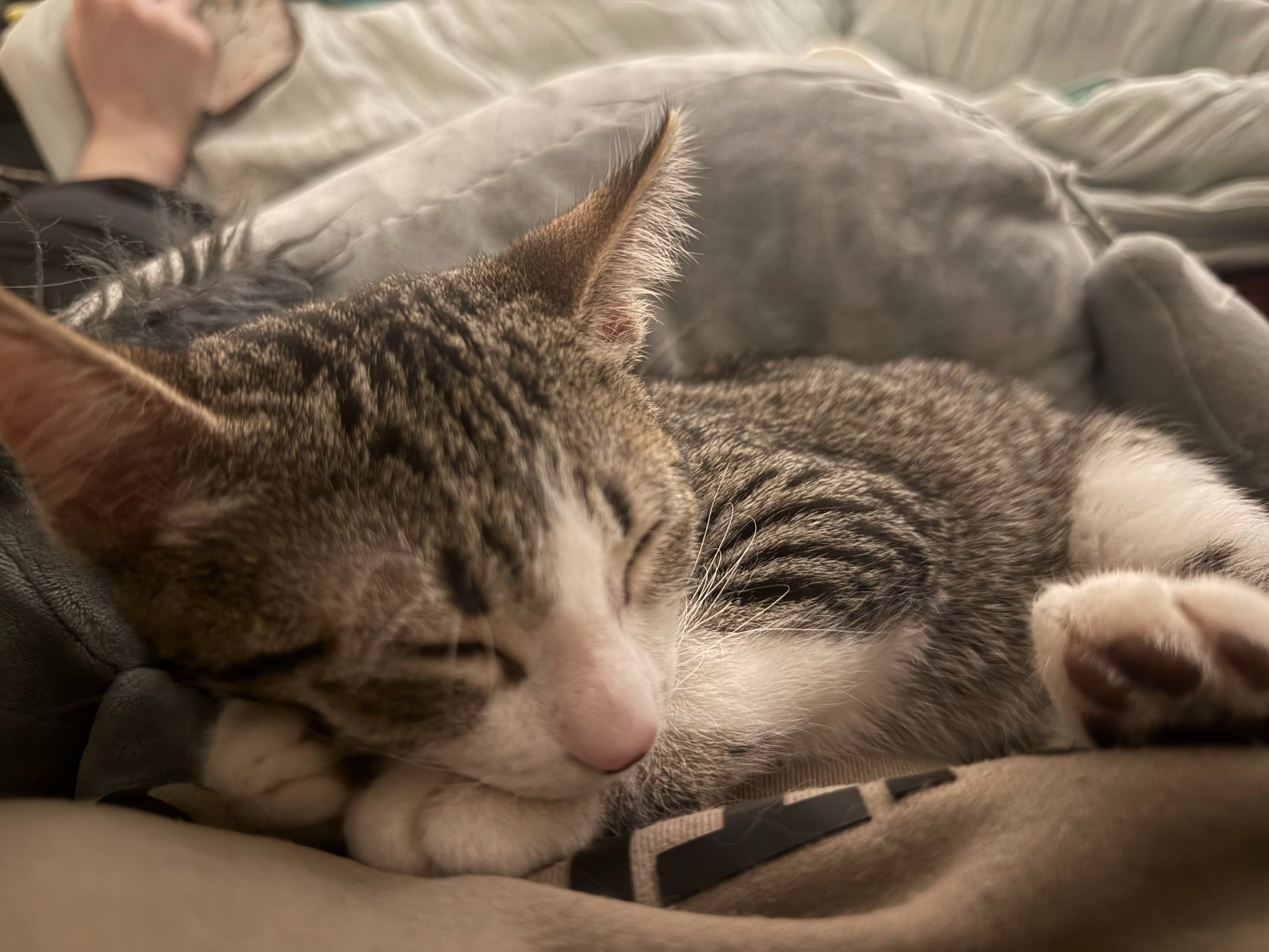 Help Charlie Get Urgent Vet Care campaign photo, 5 of 6