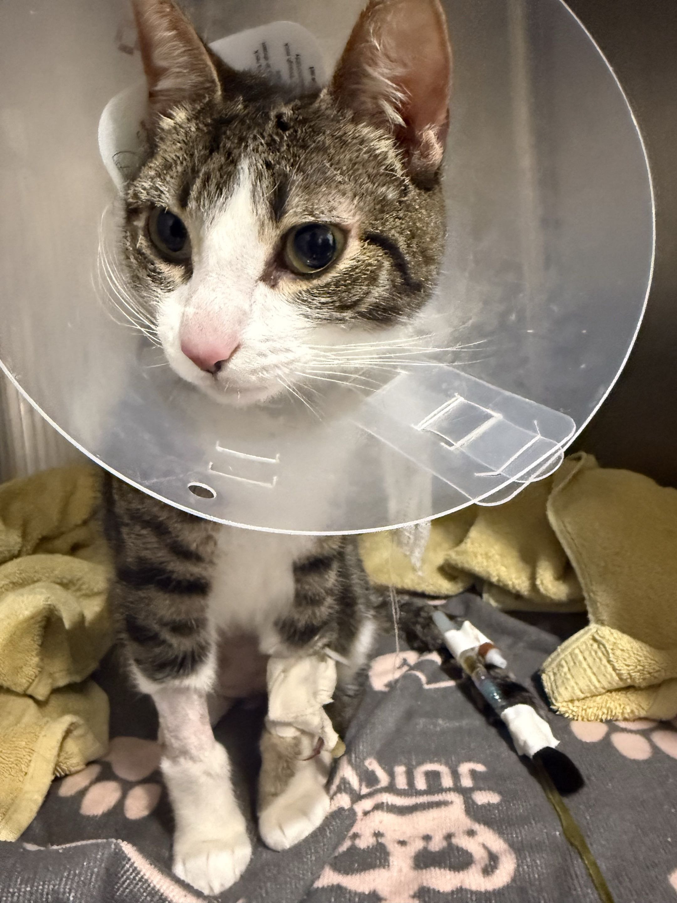 Help Charlie Get Urgent Vet Care campaign photo, 4 of 6