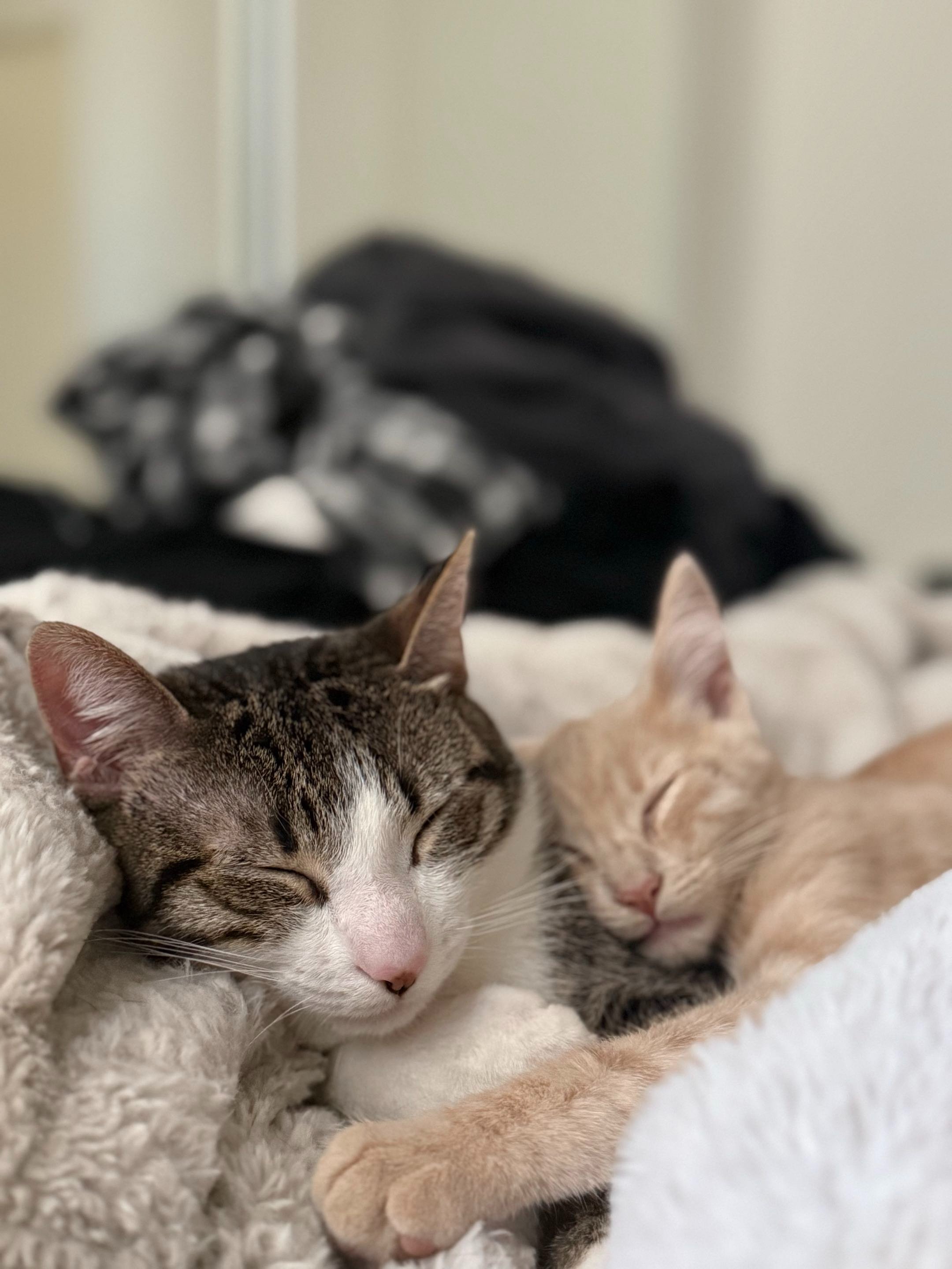Help Charlie Get Urgent Vet Care campaign photo, 2 of 6