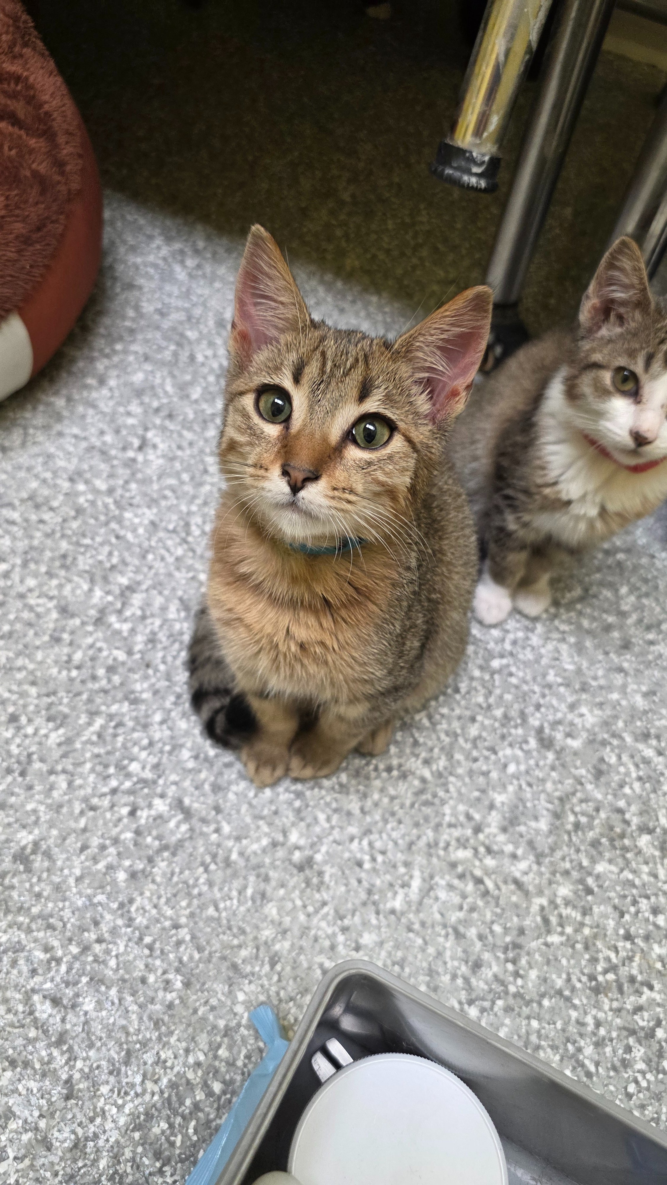 Support Naomi’s Shop in Saving 14 Cats campaign photo, 2 of 8