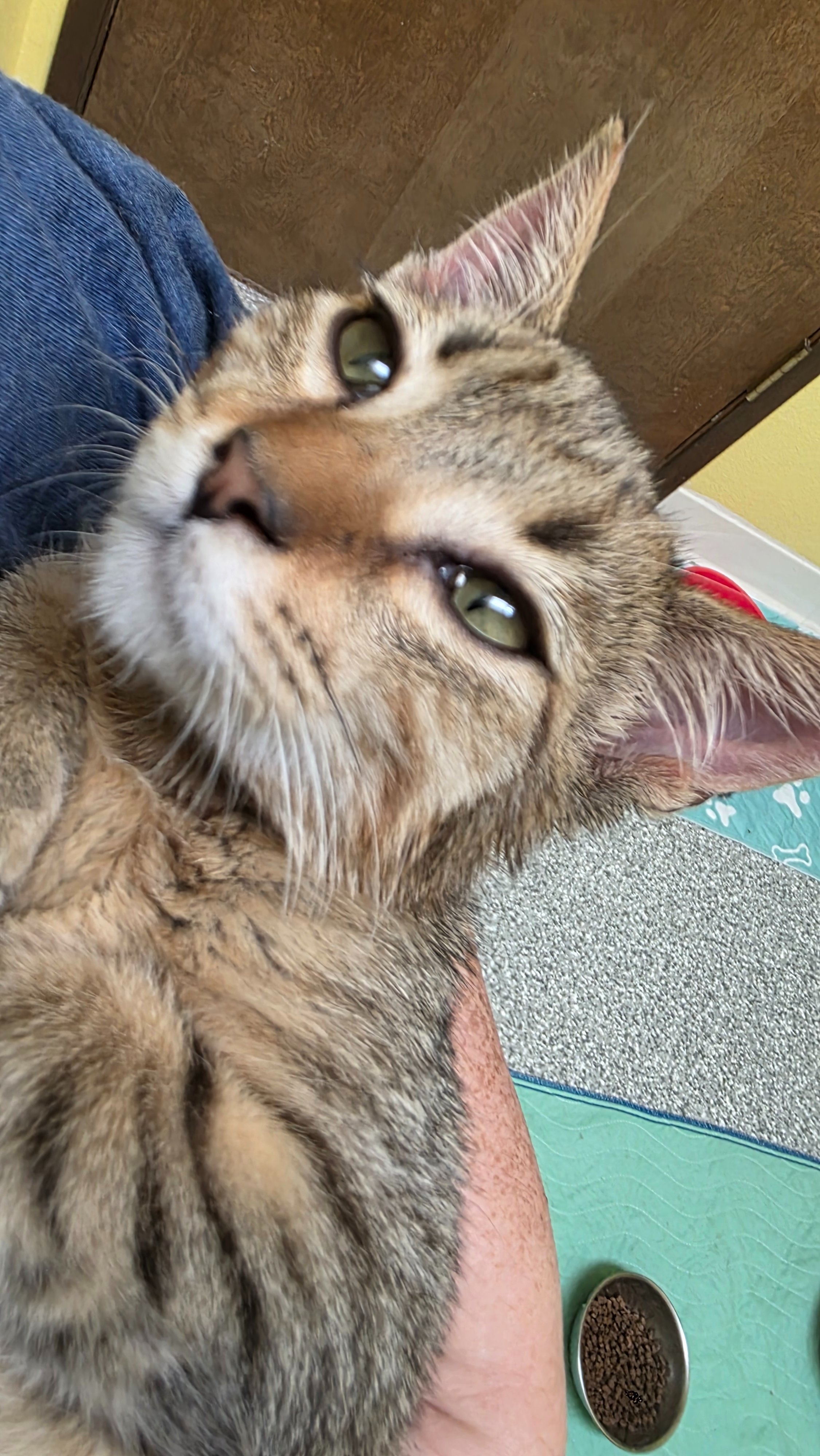 Support Naomi’s Shop in Saving 14 Cats campaign photo, 5 of 8