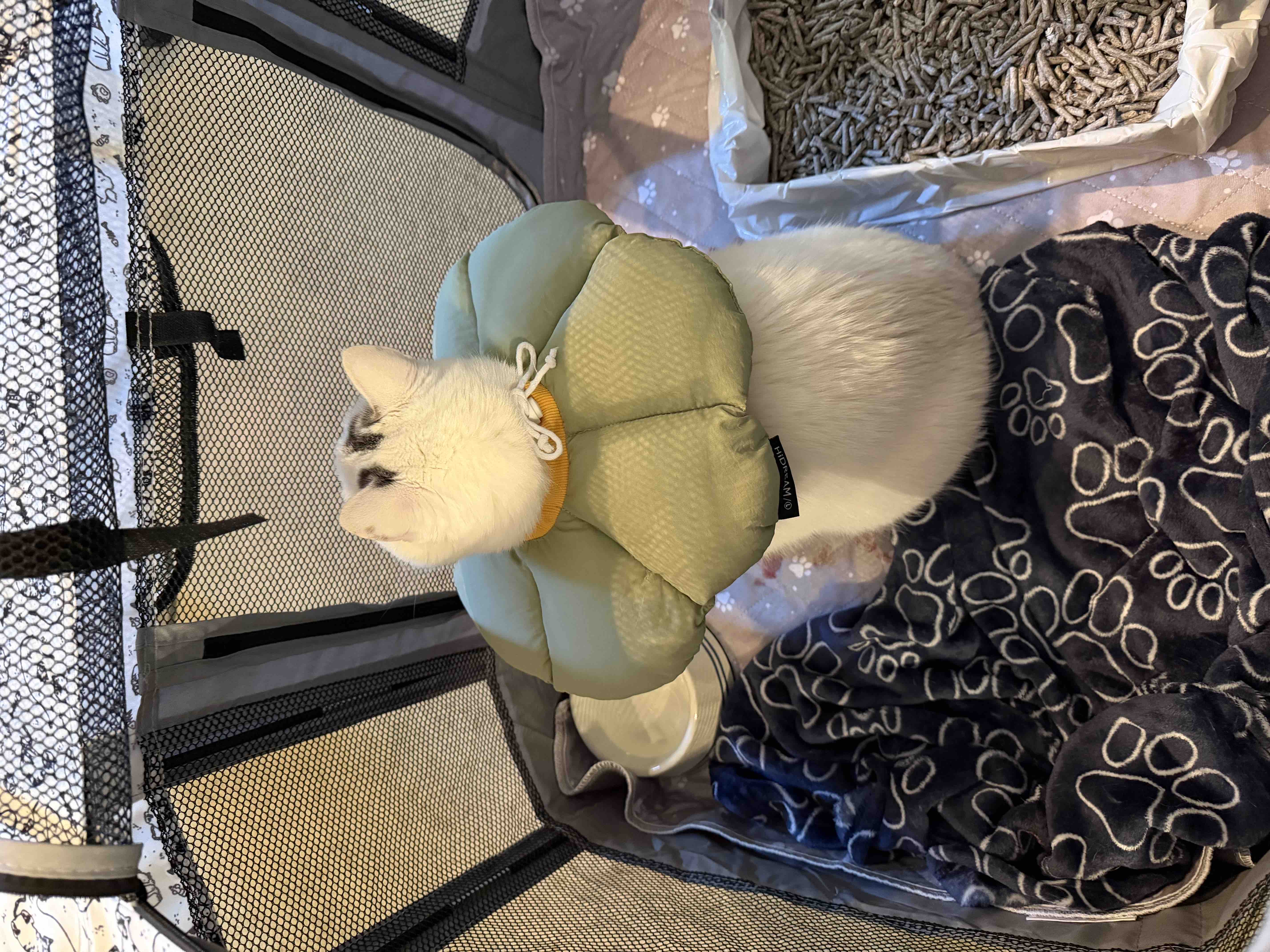 Fundraiser by Shelby Ellen : Help Support Ollie’s Medical Fund