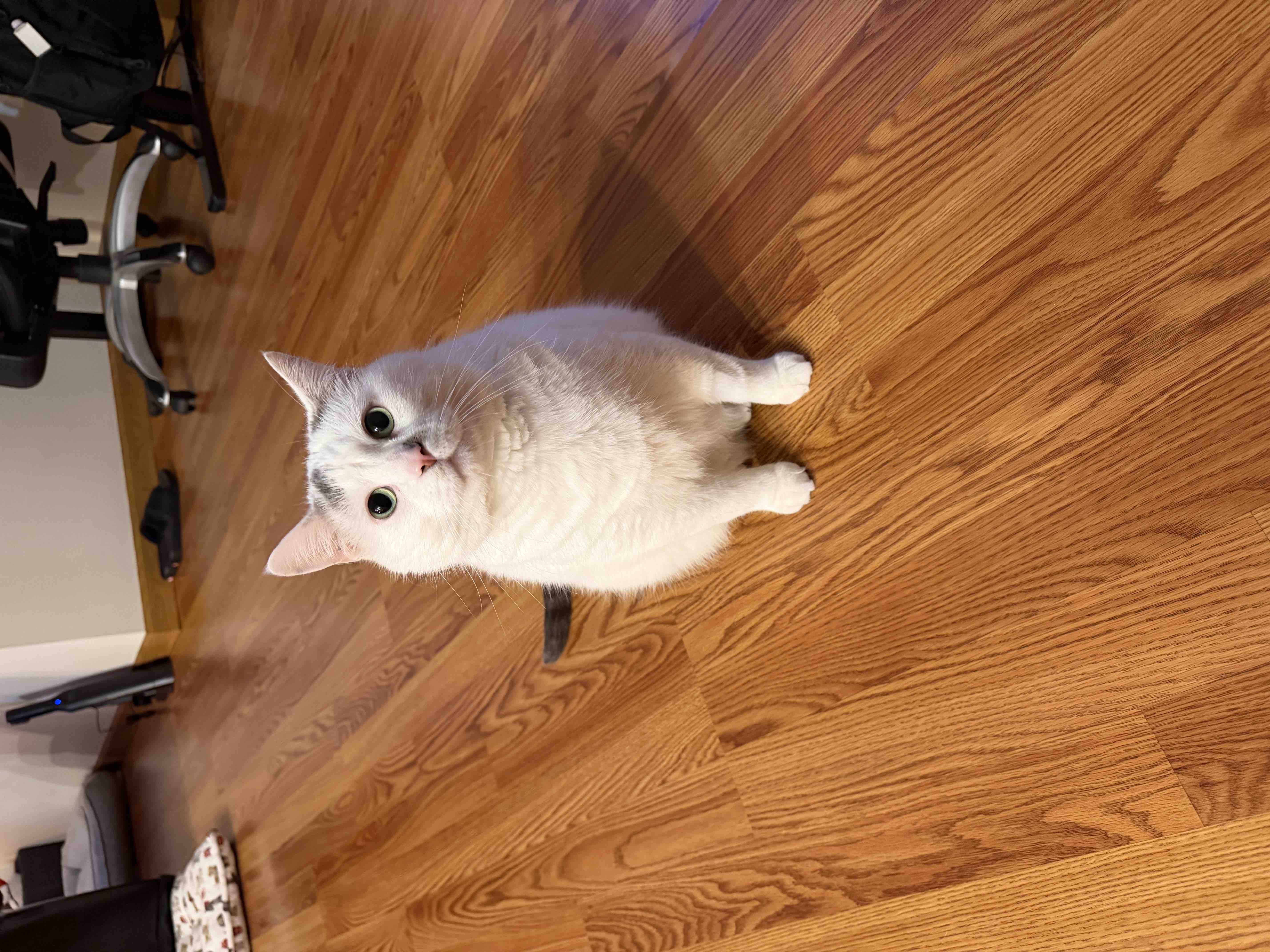 Fundraiser by Shelby Ellen : Help Support Ollie’s Medical Fund