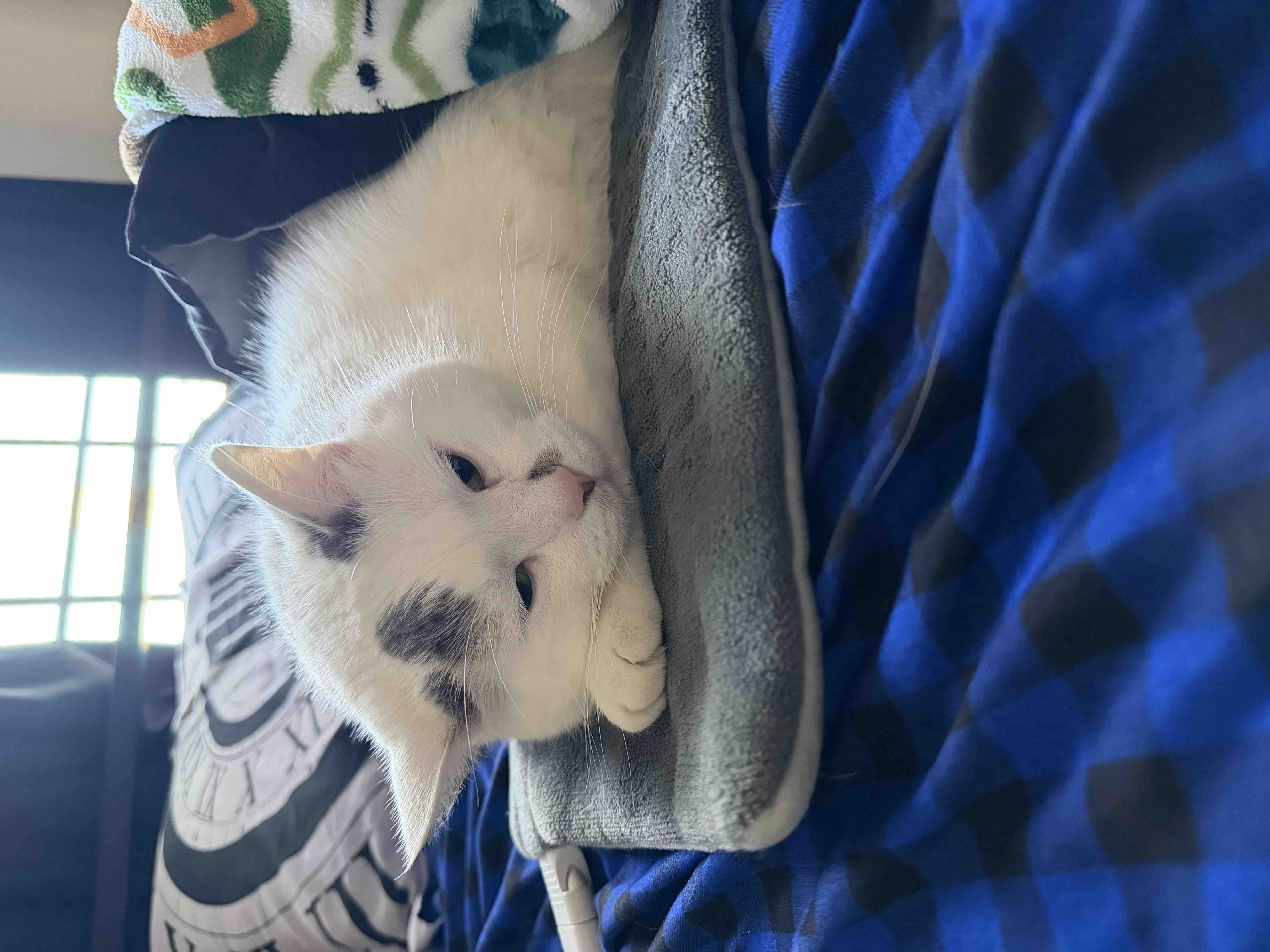 Fundraiser by Shelby Ellen : Help Support Ollie’s Medical Fund