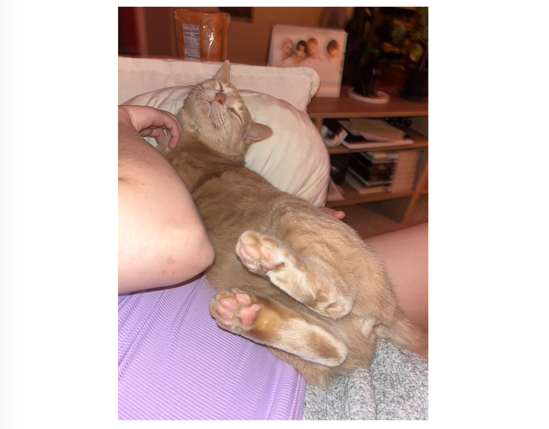 Donate for Kyo’s Biopsy and Care campaign photo, 2 of 8