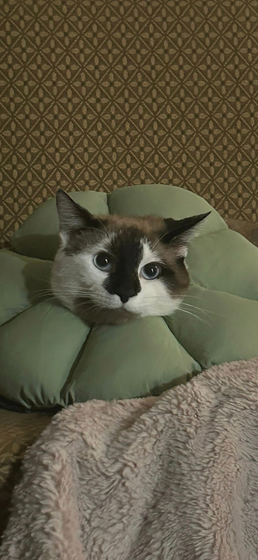 Save Billu the cat campaign photo, 4 of 7