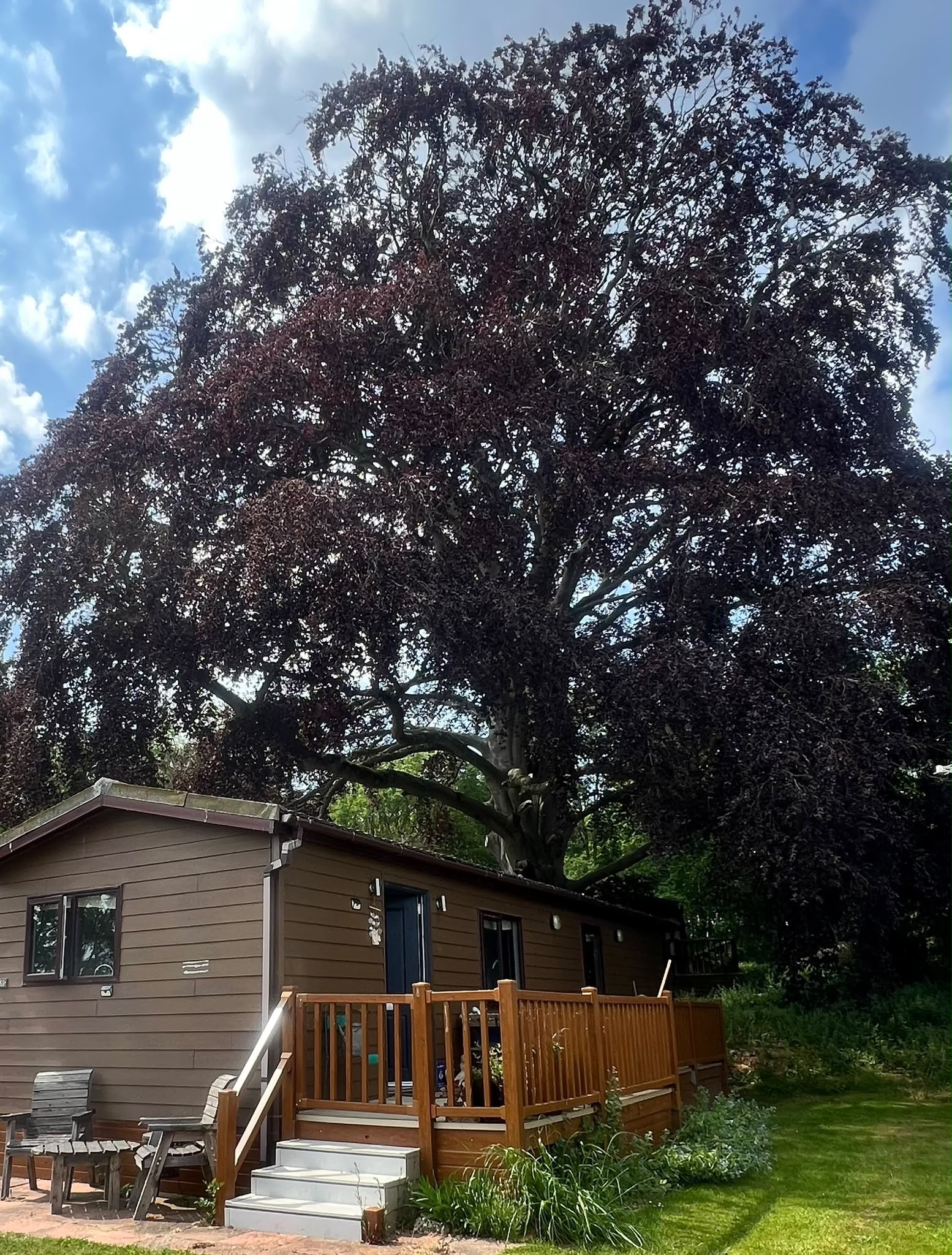 Help Musician Holly Lerski After a Tree Destroyed Her Cabin campaign photo, 6 of 7