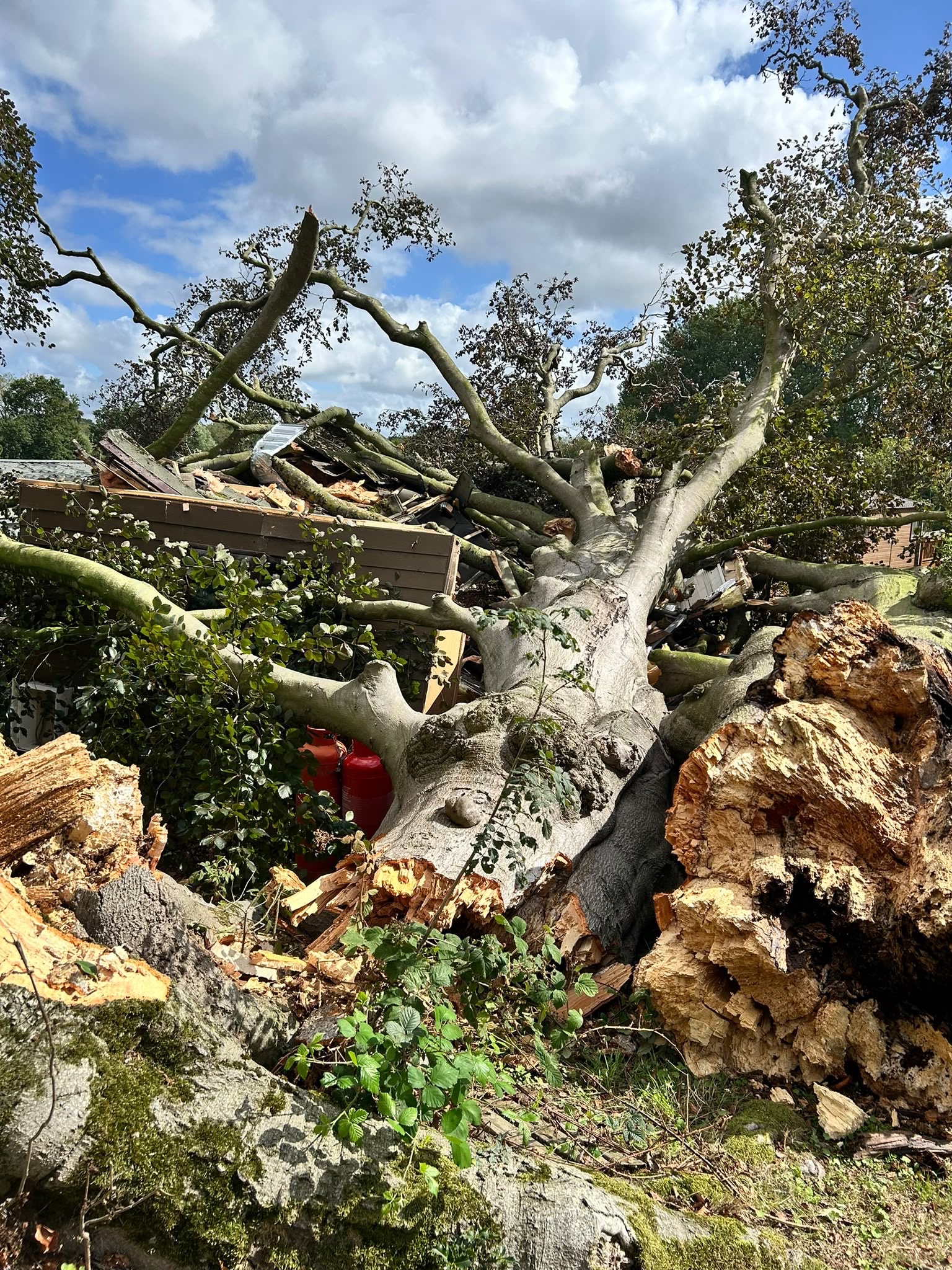 Help Musician Holly Lerski After a Tree Destroyed Her Cabin campaign photo, 4 of 7