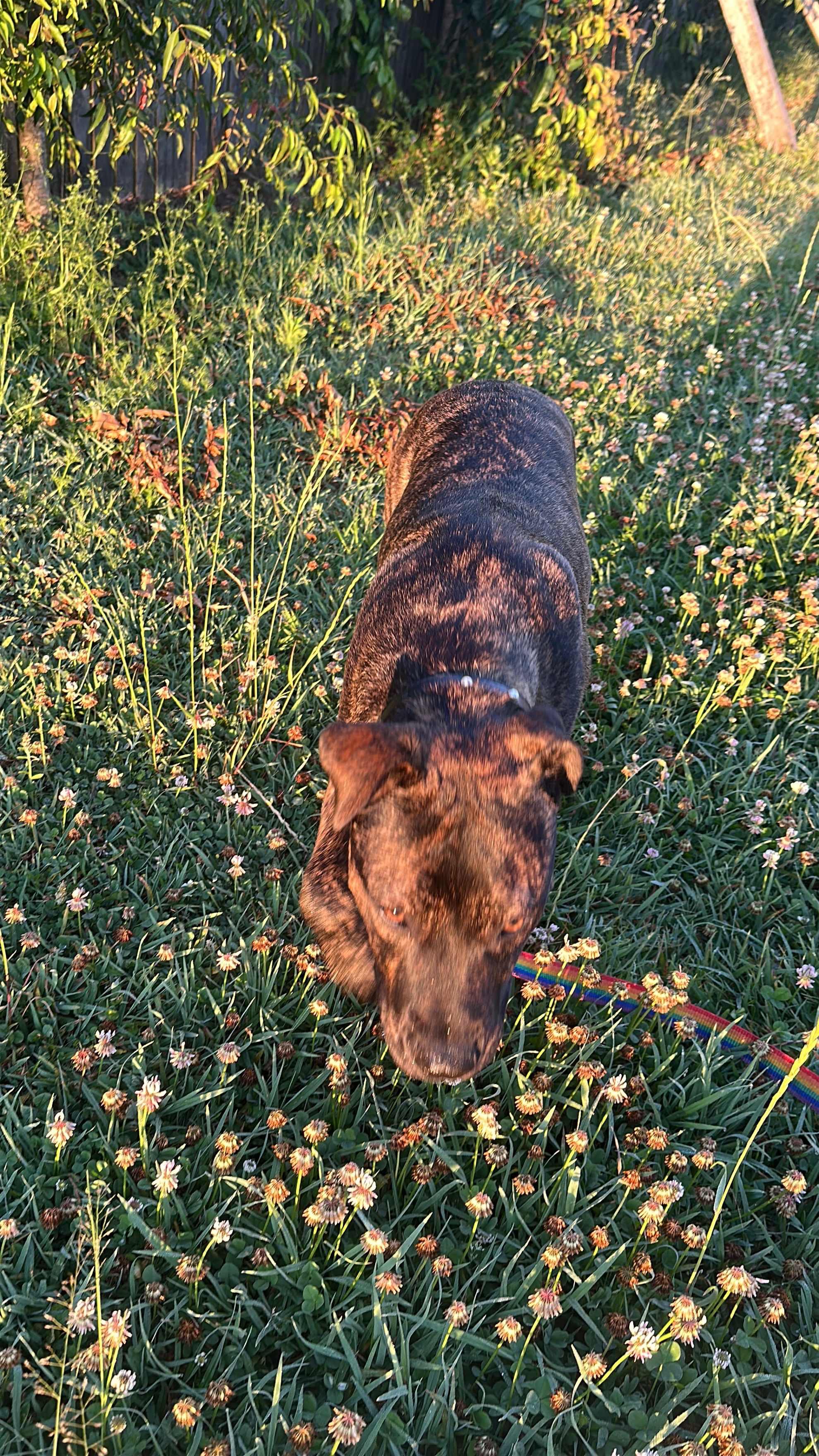 Help Us Help Cola Get Back on All Paws campaign photo, 2 of 8